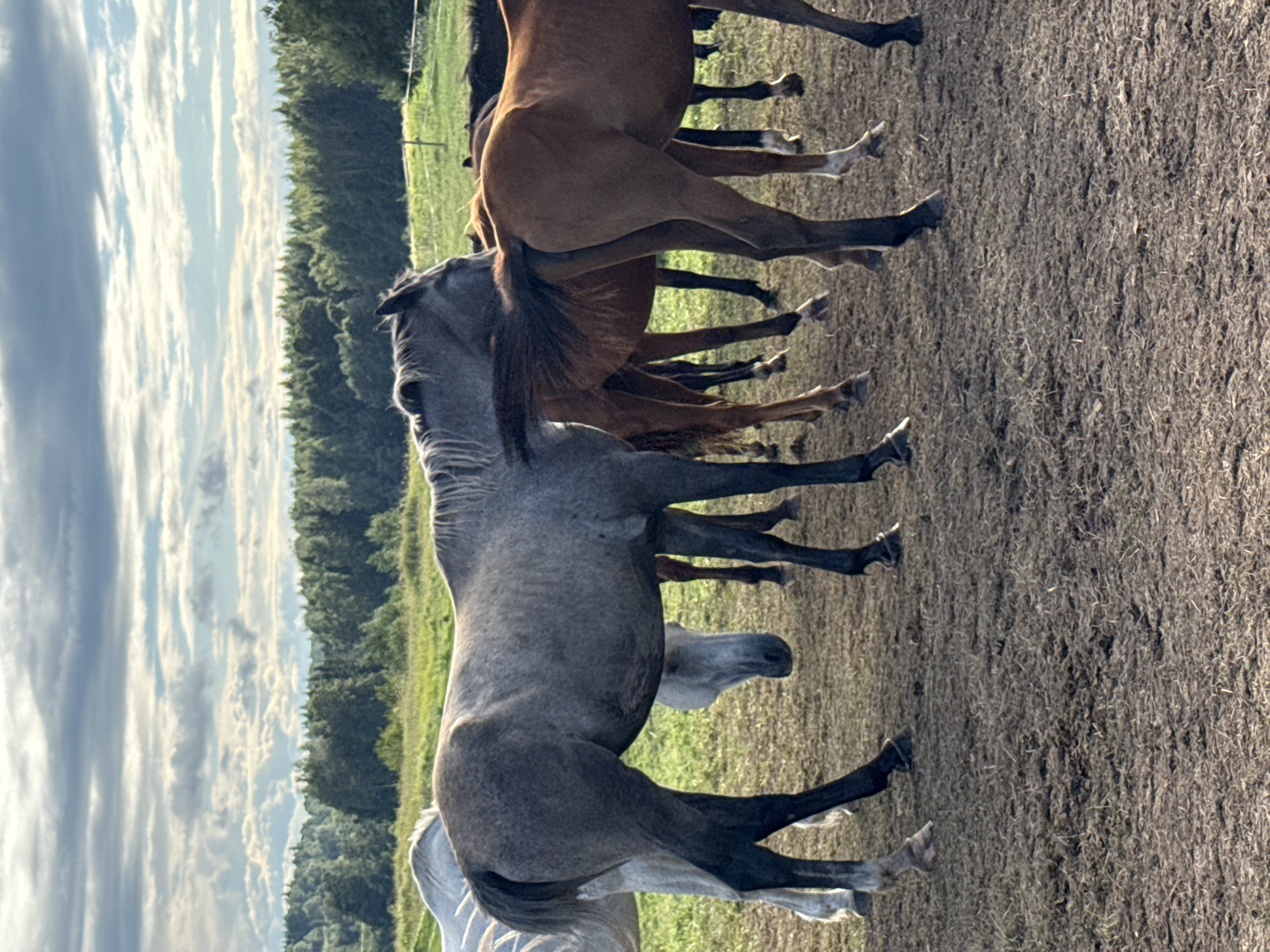 The image captures a herd of horses in an outdoor pasture. A prominent grey horse stands in the foreground, its body angled towards the left of the frame, showcasing its dappled coat and mane. To its right, several brown horses are visible, with one in particular displaying a chestnut hue and its tail brushed against the grey horse. In the background, a line of dense green trees forms a natural backdrop against a sky filled with dramatic clouds. The ground appears to be a mix of dry soil and sparse vegetation, suggesting a rural or agricultural setting. The lighting indicates it is daytime, likely late afternoon or early morning, given the soft quality of light and shadows. No people are present in the image.