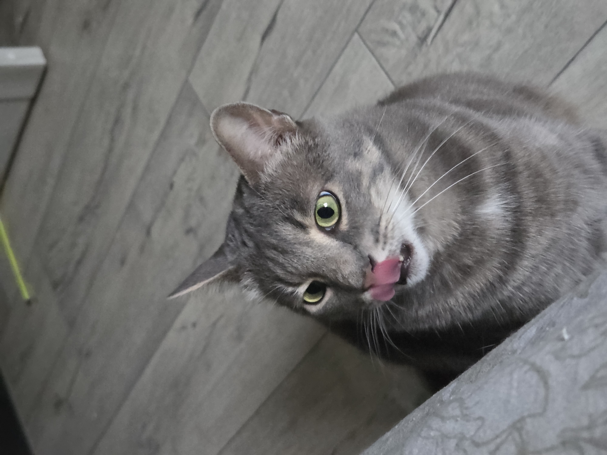 An indoor, eye-level image depicts a grey tabby domestic cat with vivid green eyes positioned on a light grey, wood-paneled floor within the city of Unknown, Unknown. The cat's head is tilted slightly upwards, and its gaze is directed towards the upper left quadrant of the frame. Its mouth is open, with a pink tongue extended, appearing to lick its left nostril or upper lip. White whiskers radiate from its muzzle. The cat's fur displays distinct darker grey stripes. The background primarily consists of the light grey flooring, which features visible wood grain and panel divisions. A blurred, light-colored vertical structure is visible in the upper right, and a thin, yellow, linear object is partially visible on the floor in the upper left. A textured, light grey fabric object is present in the lower left foreground, partially obscuring the cat's lower body.
