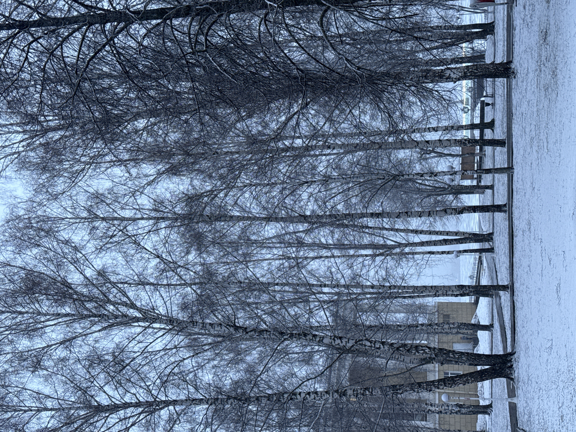The image depicts a winter scene along a street in Votkinsk, Russia. A line of birch trees with bare branches stretches along the sidewalk, their white bark contrasting against the snowy ground. Buildings are visible in the background, with snow covering roofs and ground. The scene is monochrome with a muted color palette. The sky is overcast, contributing to the wintry atmosphere. No people are visible in the frame.