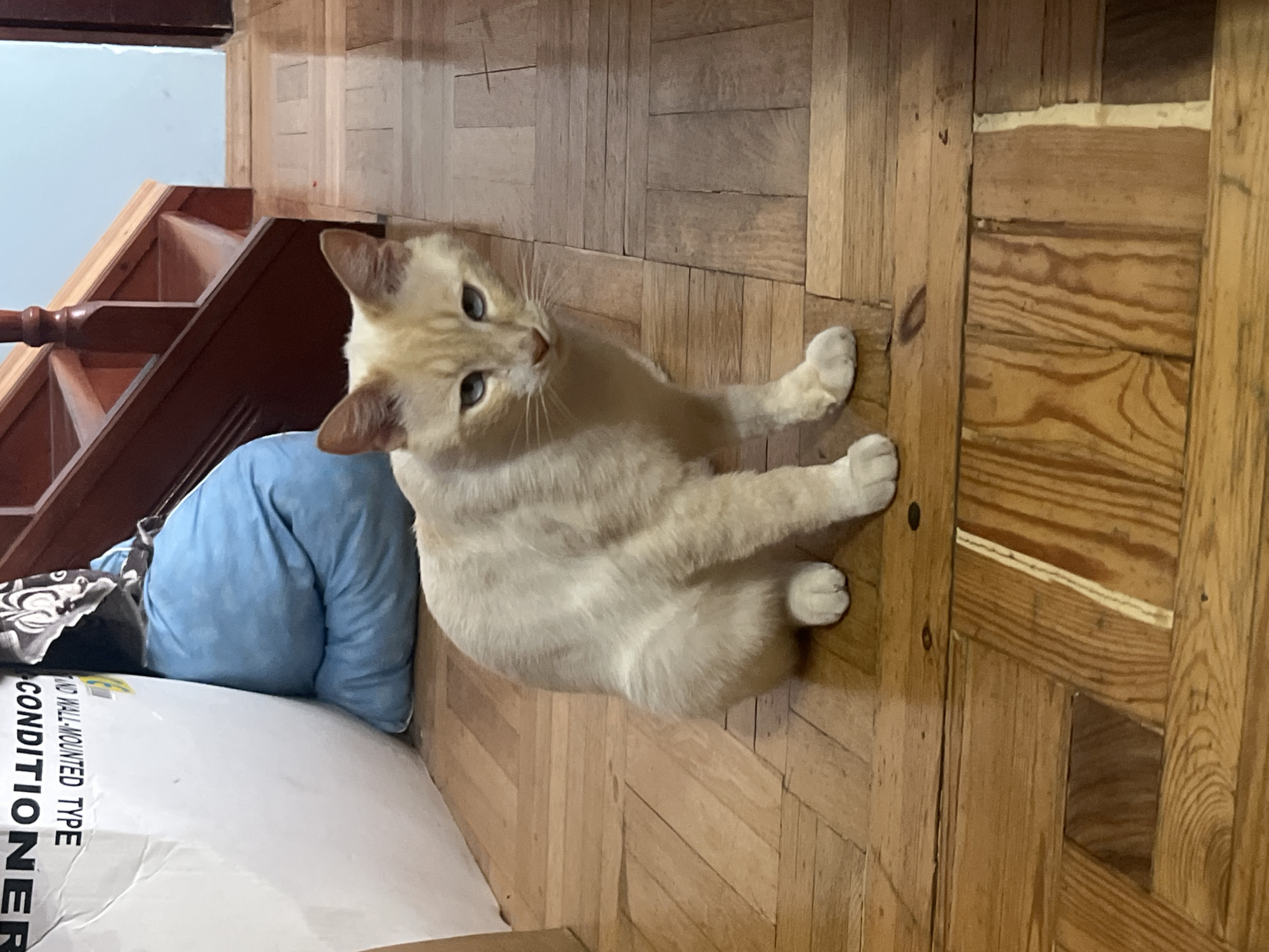 A light-colored cat with blue eyes is lying on a wooden floor. The cat is facing the camera and appears relaxed. Behind the cat, a blue pillow is visible, and to the left, there is a wooden staircase. In the foreground, part of a white box with black text is visible. The text on the box includes "CONDITIONER" and "WALL-MOUNTED TYPE." The scene is indoors, and the lighting suggests it is daytime. The wooden floor has a parquet pattern. There are no people or specific weather conditions mentioned or visible. The cat's expression is neutral. The location is specified as Sochi, Russia, but no specific location cues within Sochi are evident.