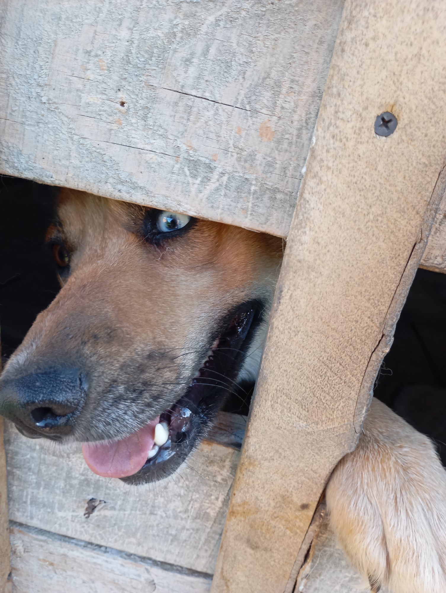A close-up shot depicts a dog peering out from a wooden structure, possibly a dog house or kennel. The dog's head, primarily brown with a black nose and blue eyes, is visible between the wooden planks. Its tongue is partially out, revealing some teeth. A paw is visible resting on the wooden structure. The background is dark and indistinct. The location is Unknown, Unknown.