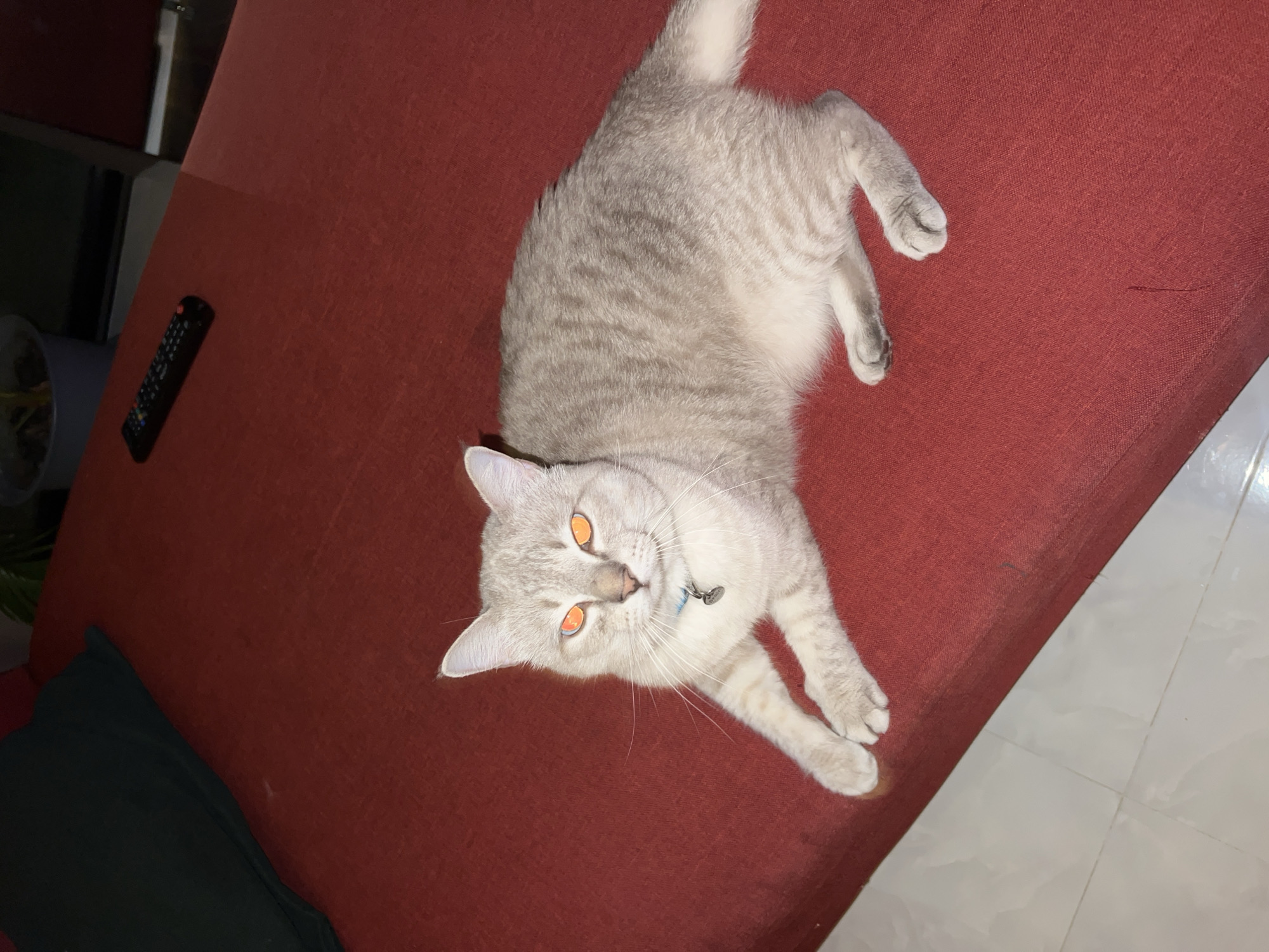 A light-colored cat with orange eyes and tabby markings is lying on a red surface, which appears to be a couch or bed. The cat is wearing a blue collar with a tag. To the left of the cat, there is a dark green pillow. In the background, a black remote control is visible on the red surface, and a plant in a pot is partially visible on a shelf. The floor in the foreground appears to be tiled. The lighting suggests an indoor setting, possibly at night due to the cat's eyes reflecting light. The location is Unknown, Unknown.