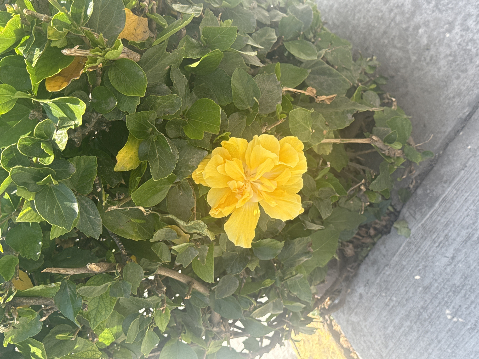 This outdoor close-up captures a vibrant yellow double hibiscus flower in full bloom, centrally positioned within a dense green bush. The flower features numerous ruffled petals, with subtle hints of deeper orange and yellow tones at its core. Surrounding the prominent bloom is a thick canopy of green leaves, many appearing healthy and sunlit, while a few show signs of yellowing. Visible plant stems and branches intertwine among the foliage.
Strong, natural sunlight illuminates the scene, casting bright highlights on the upper surfaces of the leaves and flower, indicating a sunny daytime setting, likely morning or late afternoon given the clear shadows. To the right side and along the bottom edge of the frame, a light grey concrete surface, characteristic of a sidewalk or curb, provides a man-made element bordering the natural greenery. The overall impression is one of natural beauty and a thriving plant in an outdoor setting in Puebla, Mexico. No discernible text is visible in the image.