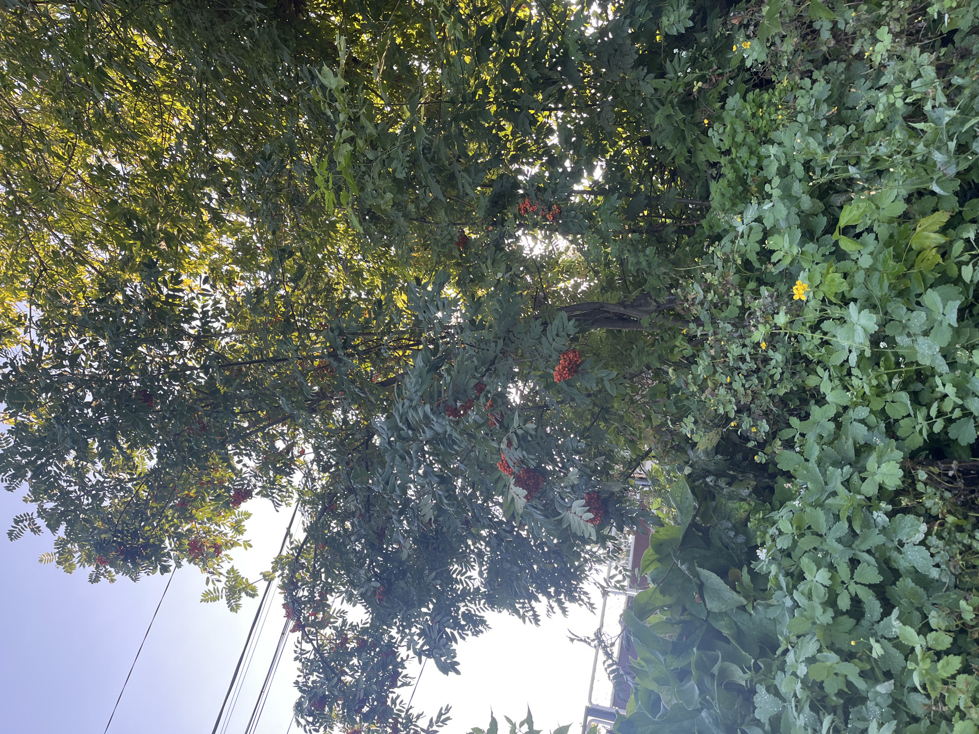 The image captures a close-up view of a rowan tree with clusters of bright red berries against a backdrop of lush green foliage. The scene is illuminated by the warm glow of sunlight filtering through the leaves, creating a dappled effect. In the foreground, a variety of smaller plants and wildflowers, including small yellow blossoms, are visible, adding to the natural, slightly overgrown aesthetic. Power lines are subtly present in the upper left portion of the frame, suggesting an urban or semi-urban environment. The overall impression is one of abundant nature thriving amidst human infrastructure. While the image does not explicitly depict the city of Blagoveshchensk, Russia, such a scene could be found in its parks, gardens, or natural areas, particularly during the berry-ripening season in late summer or early autumn.
