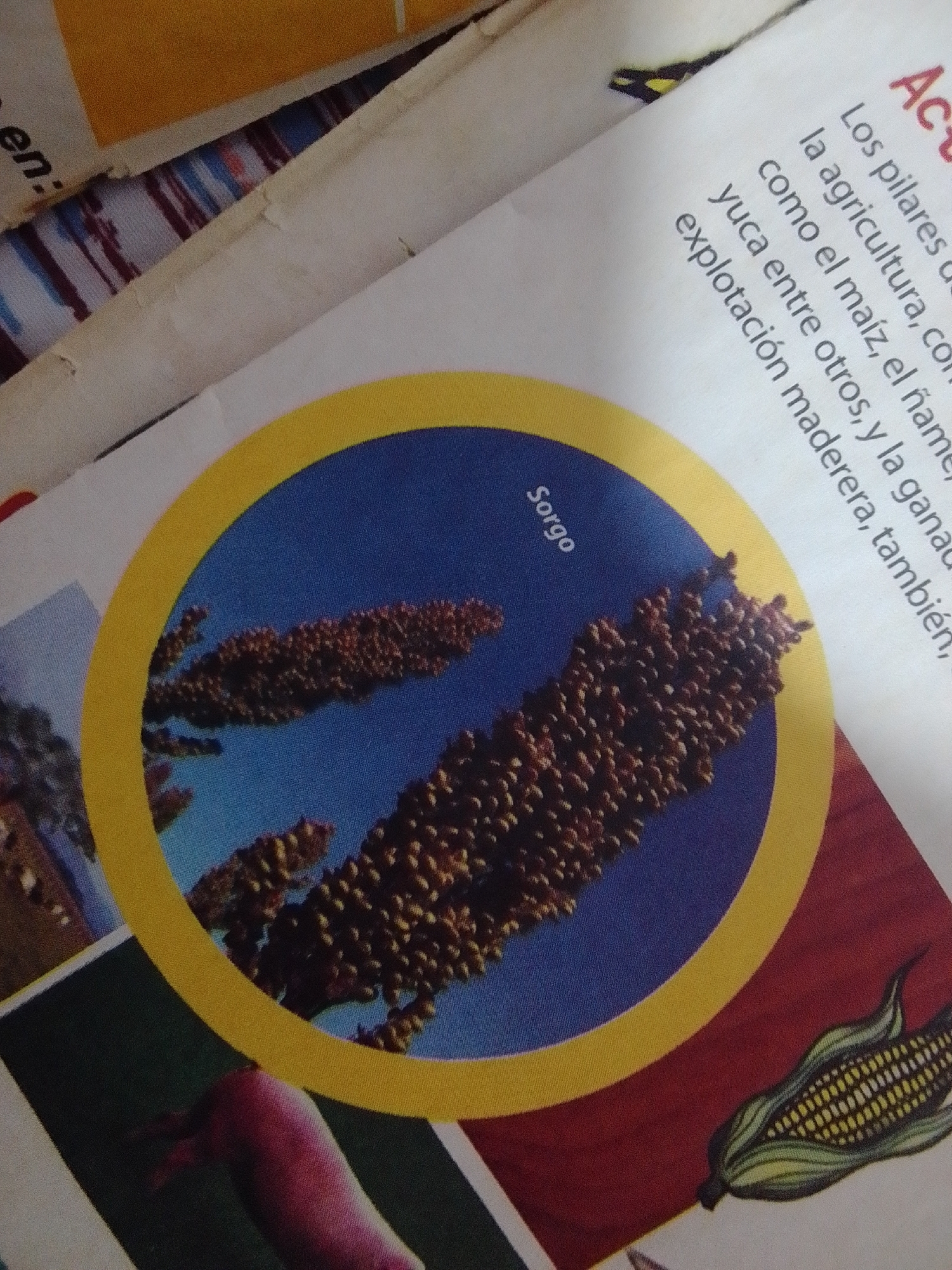 The image shows a book page with images of crops and text. In the center is a circular image with a blue background featuring a close-up of a sorghum plant. The word "Sorgo" is visible on the left side of the circular image. To the right of the circular image, there is text in Spanish. Below the circular image, a drawing of a corn cob is visible. The background of the book page is a white surface with some striped fabric showing at the top and bottom left. The text describes "Los pilares de la agricultura", mentioning various crops and activities. The image does not contain any elements that would allow for determining the location in the city of La Tagua, Venezuela.