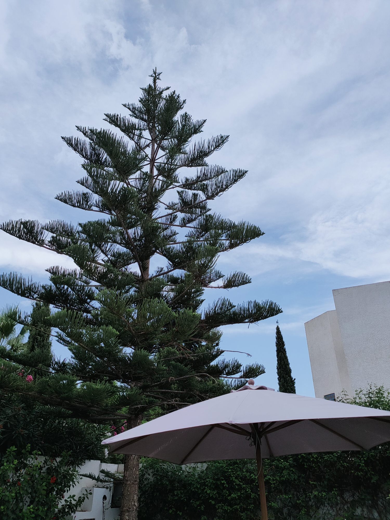 The image shows a tall Norfolk pine tree in the foreground, with its branches extending upwards towards a partly cloudy sky. A light pink umbrella is open in front of the tree, partially obscuring the lower part of its trunk and the surrounding vegetation. To the right of the tree, a modern white building with a textured facade is visible. In the background, a very tall, slender cypress tree stands out against the sky. The scene appears to be set in a garden or outdoor patio area, possibly a residential property or a hotel, given the presence of the umbrella and the building. The overall atmosphere is tranquil and suggests a daytime setting. The location is Mrezga, Tunisia.