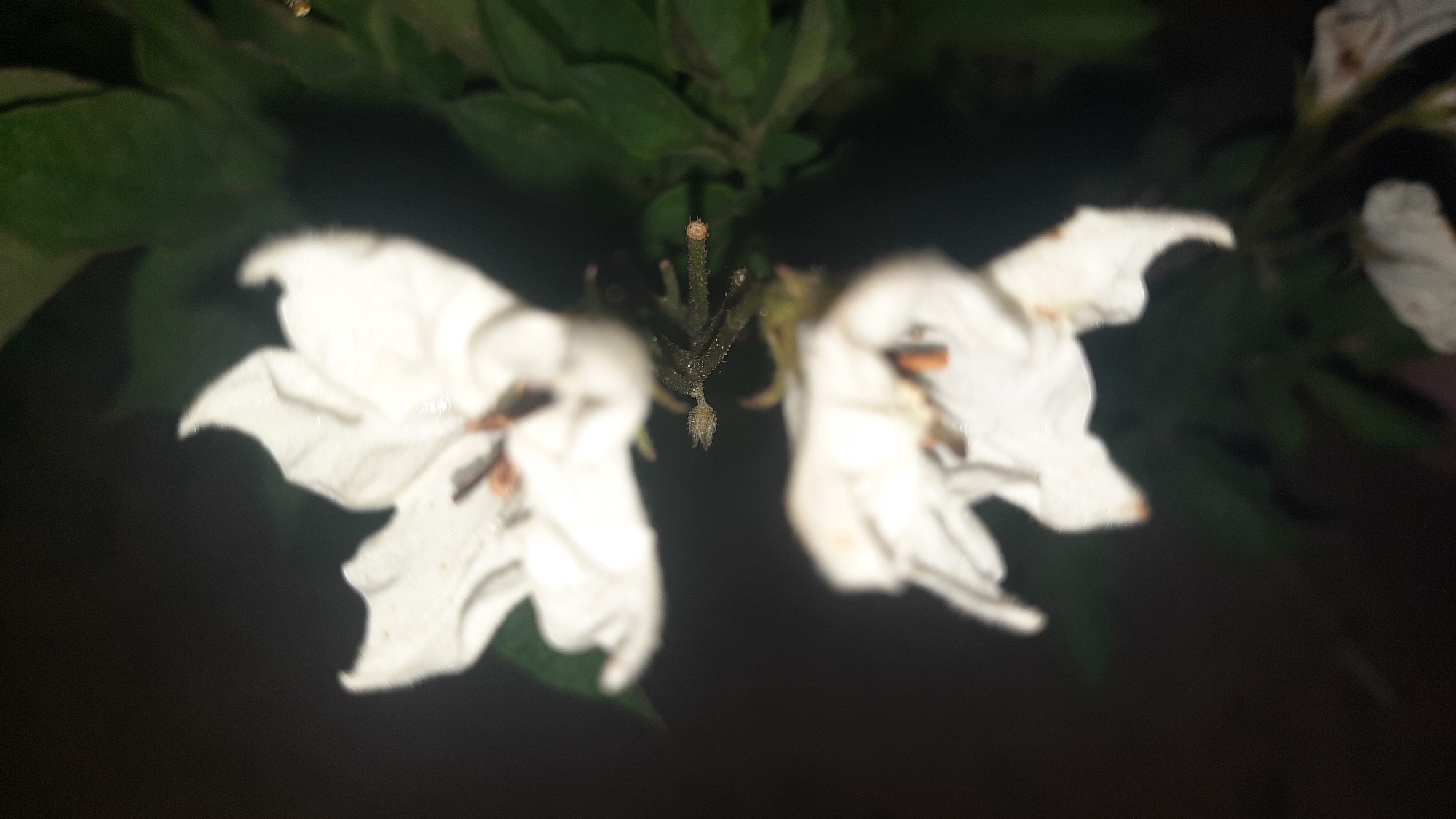 Two white potato flowers are visible, with their petals slightly wilted and some brown discoloration. The flowers are positioned on a stem with green leaves in the background, which are out of focus. The lighting suggests it is nighttime or a dark environment. There are no people or specific landmarks of Шклоў, Belarus visible in the image.