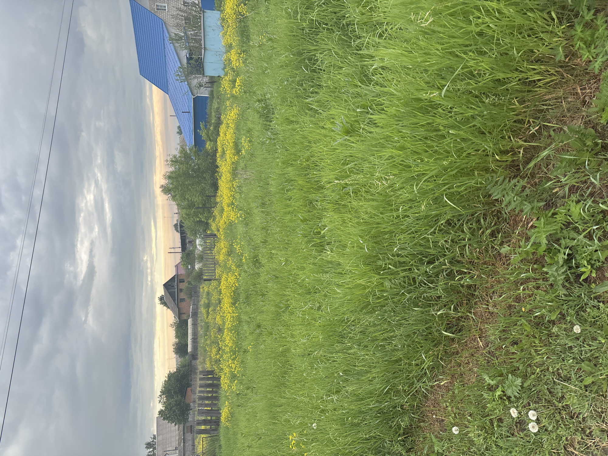 In Vishnevka, Russia, an overcast sky looms above a rural landscape. A field of tall, green grass dominates the foreground, interspersed with dandelions and other wild flora. In the middle ground, a scattering of yellow wildflowers blooms near a weathered wooden fence. Beyond the fence, several houses are visible, including one with a prominent blue roof. The houses appear to be residential structures, typical of a village setting. Power lines stretch across the upper portion of the frame, suggesting the presence of infrastructure. The overall scene depicts a tranquil, undeveloped area on what appears to be an early evening.