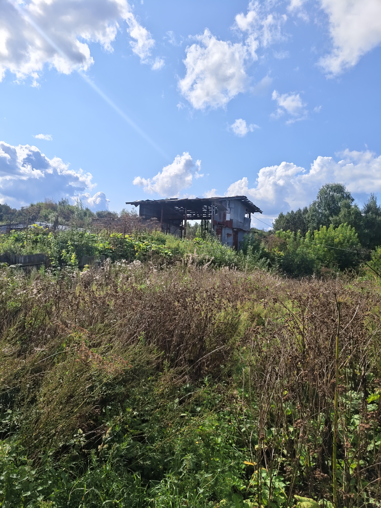 The image captures a natural landscape with an abandoned structure atop a hill. The foreground is dominated by dense, dry vegetation, with some green plants intermingled. In the mid-ground, the hill is covered with a mix of lush green plants and some dried weeds, leading up to the structure. The structure itself appears to be a derelict building, possibly a shed or an unfinished construction, with a rusted metal roof and walls. It is situated on the right side of the hill, partially obscured by surrounding trees and foliage. The background consists of a clear blue sky with scattered white clouds, illuminated by a sunbeam. The environment suggests a rural or semi-abandoned area, potentially on the outskirts of Платошино, Russia, given the context of the provided hints. There are no people or animals visible in the image. The overall impression is one of neglect and the encroachment of nature on man-made structures.
