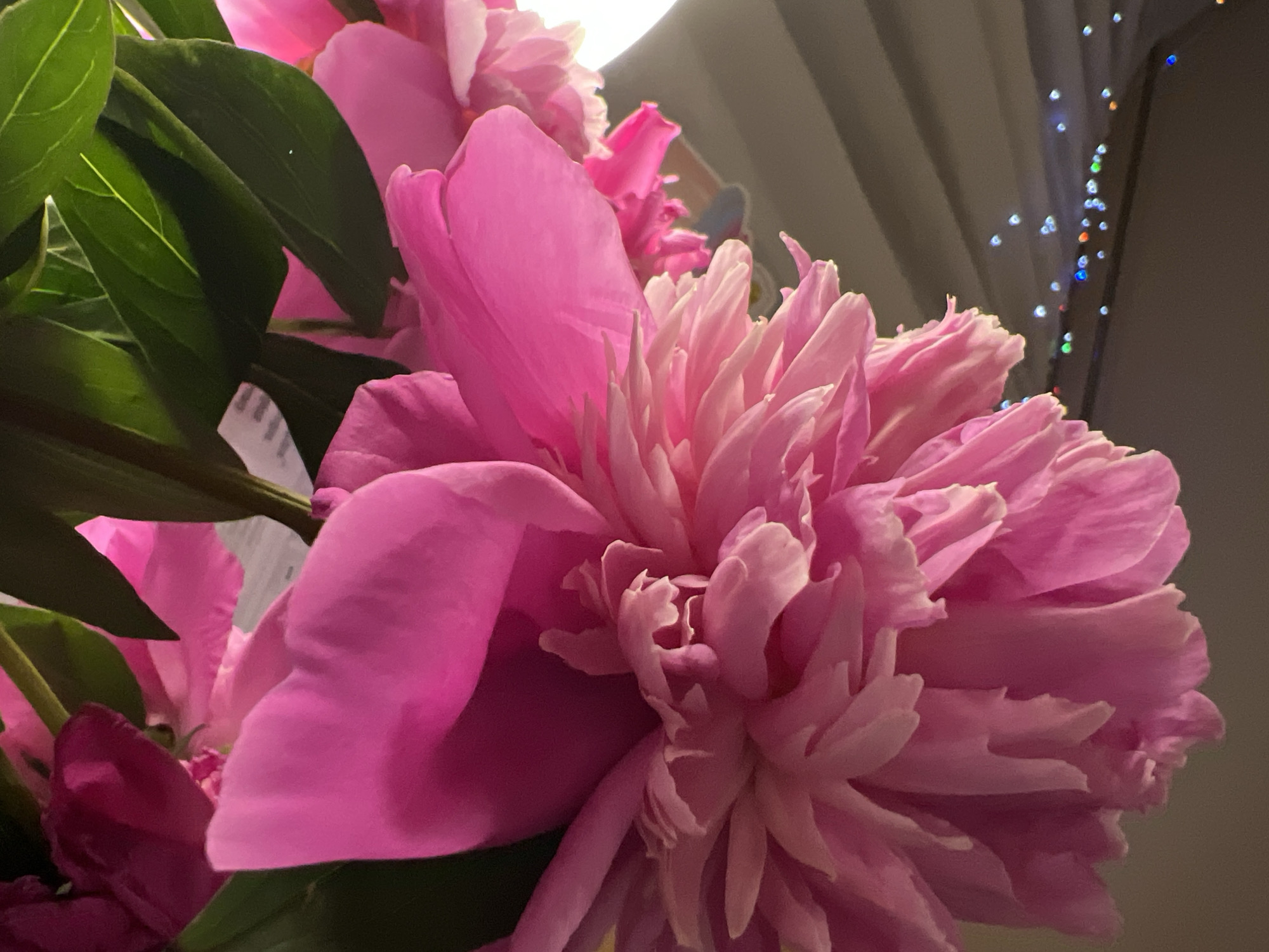 A close-up, low-angle shot of several large, vibrant pink peonies is presented. The focus is on the elaborate, layered petals of the flowers, with some appearing fully bloomed and others still in bud. Dark green foliage is visible at the bottom of the frame. In the blurred background, a dark gray surface is adorned with small, out-of-focus colorful lights, creating a festive or decorative ambiance. The lighting suggests an indoor setting, possibly a home or event space. There is no discernible geographical context that would place this image in Minsk, Belarus, or any other specific city. The scene is devoid of any people or actions, presenting a static still life of flowers.