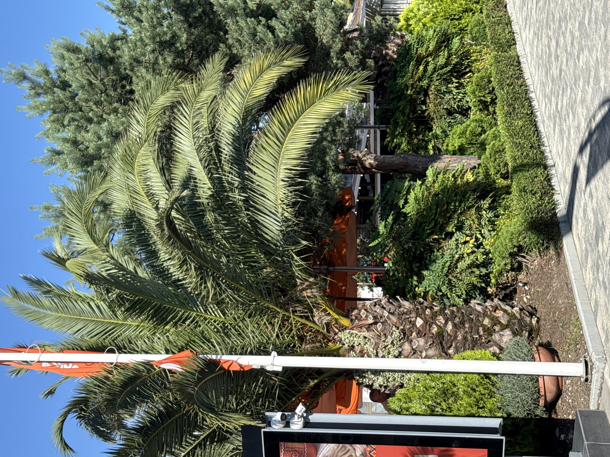 The image shows a palm tree with lush green fronds in the foreground, positioned next to a tall white flagpole with orange flags. Behind the palm tree, a variety of evergreen trees and shrubs create a dense, verdant landscape. The ground is covered with a patterned stone walkway, bordered by a manicured hedge. In the background, a building with orange awnings is visible, suggesting an outdoor seating area. The scene is set against a clear blue sky. The image appears to be taken in Sochi, Russia, a city known for its subtropical climate and numerous palm trees. The lighting indicates it is daytime, with the sun casting shadows on the walkway. There are at least two individuals partially visible in the background, one near the flagpole and another to the right, but their actions are not clear. Two security cameras are mounted on a black structure to the left of the flagpole, indicating a potentially public or commercial area.