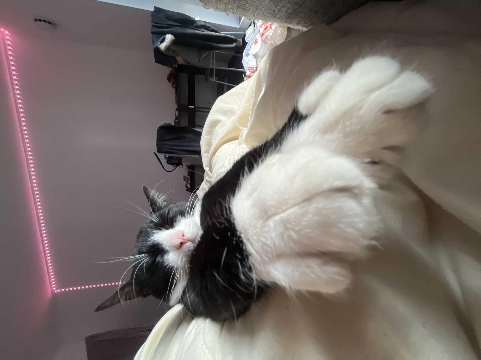 A black and white cat is lying on a light-colored surface, possibly a blanket or bedding. The cat is positioned close to the camera, with its large white paws prominently displayed. The cat's face, with a pink nose, is partially visible behind the paws. A pink LED strip is on the wall in the background. A metal rack with various items, including clothes, is also visible in the background. The location is not Saint Petersburg, Russia.