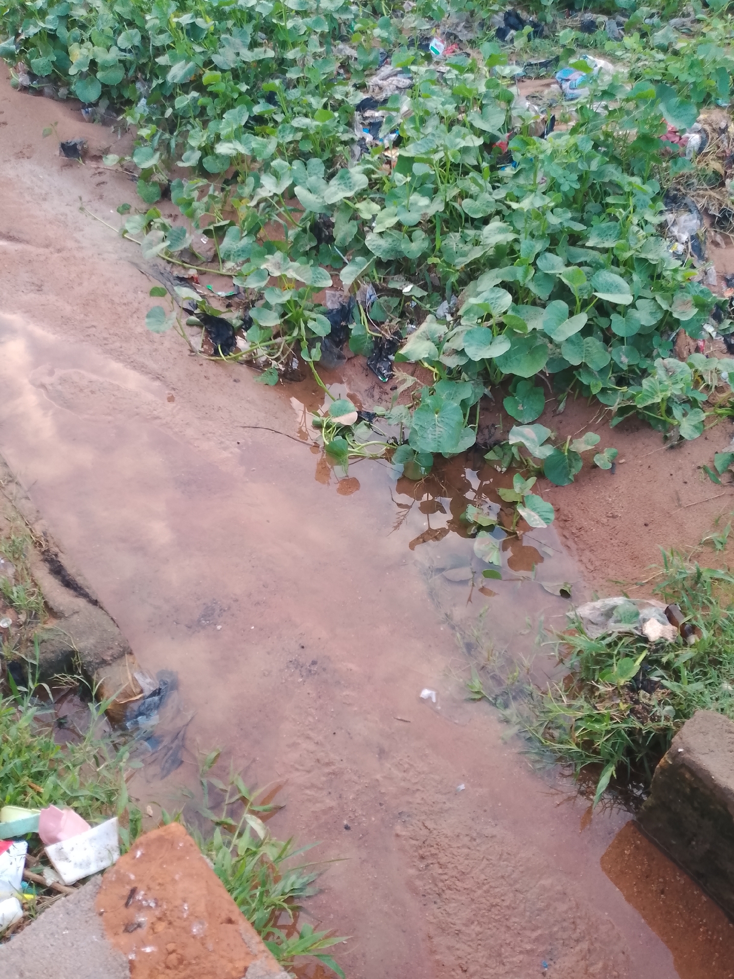 The image depicts an outdoor scene with vegetation and standing water. Lush green plants with broad leaves grow densely in the upper portion of the frame, trailing down towards a muddy, reddish-brown puddle of water. Some scattered debris, including plastic bags and other refuse, is visible amongst the plants and along the edge of the water. The ground appears to be dirt or mud, with some areas of exposed soil. The lighting suggests an overcast or possibly late-day setting. There are no people or animals visible in the image. The scene appears to be an unkempt area, possibly a neglected roadside or vacant lot.
