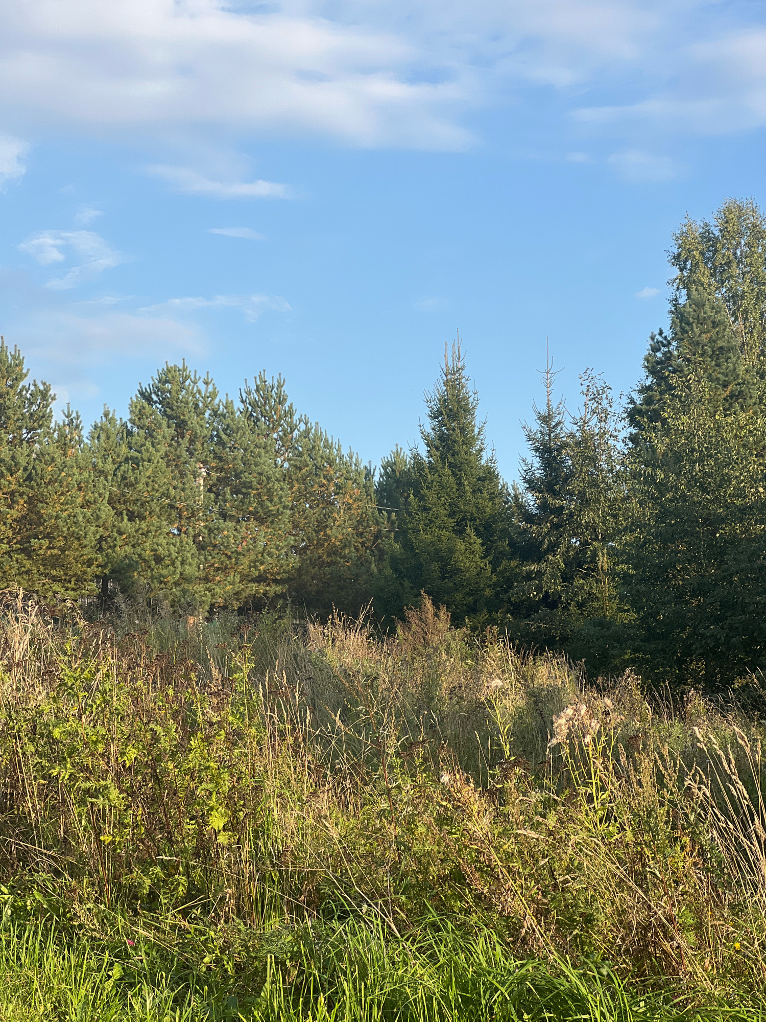An outdoor, vertical, eye-level, full shot shows a grassy meadow in the foreground and a forest of pine and deciduous trees in the background under a bright blue sky with scattered white clouds. The meadow is filled with tall, dry grasses, some green grasses, and various plants with yellow and brown hues. The trees in the background are dense and a mix of evergreen and deciduous varieties. The lighting suggests it is daytime, likely morning or afternoon, with sunlight illuminating the scene. There are no people or animals visible in the image, and no man-made structures are apparent. The scene depicts a natural, rural landscape.
