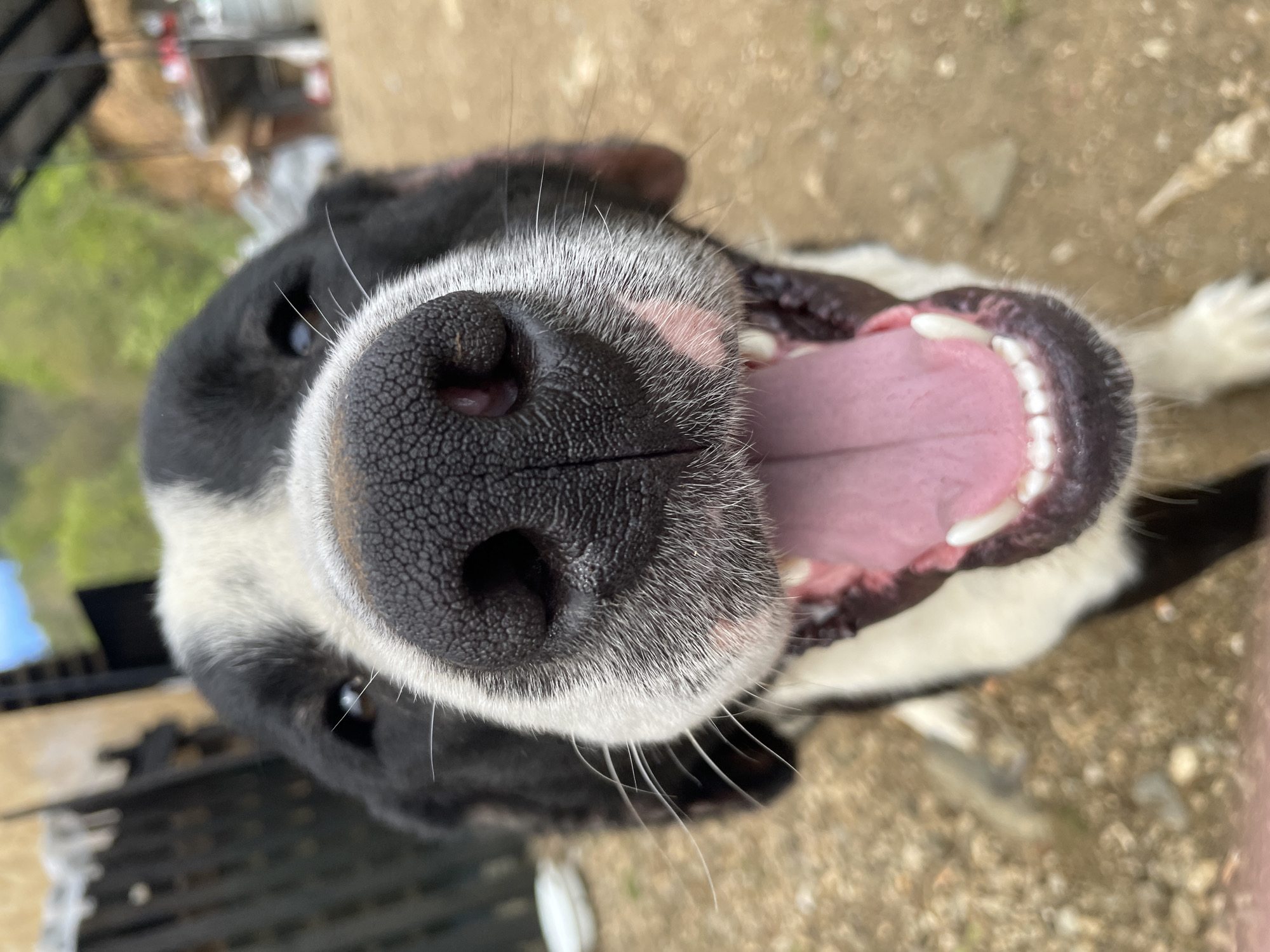 A close-up, distorted view of a black and white dog's face, focusing on its nose and open mouth. The dog has a black nose with visible nostrils and white fur around the snout and muzzle. The open mouth reveals a pink tongue and white teeth. The background is blurred and appears to be an outdoor environment, with indistinct brown and green hues suggesting a ground surface or vegetation. Based on the prompt's instruction to assume the location is Zlatograd, Bulgaria, the location is likely an outdoor space, such as a yard, park, or street, in that city. There are no people visible, and the subject is the dog. The action is the dog holding its mouth open, likely interacting with the photographer or anticipating something.