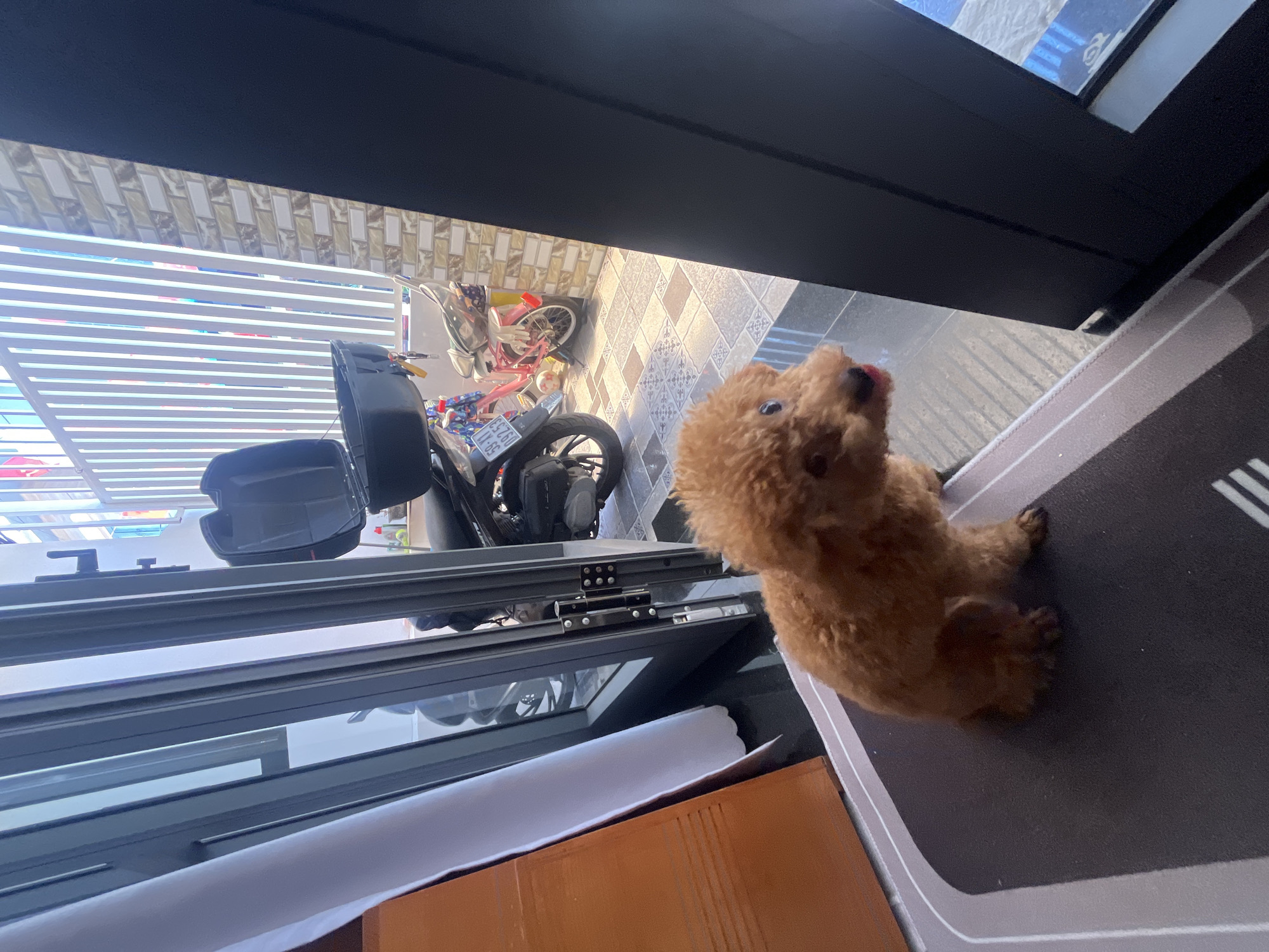 A high-angle view captures a small, brown poodle standing on a dark gray mat with white accents. Part of a window frame is visible in the foreground, revealing a motorcycle and a bicycle parked outside. In the background, a partially-visible building is observed through the window. The location is inferred to be Bac Nha Trang Ward, Vietnam.