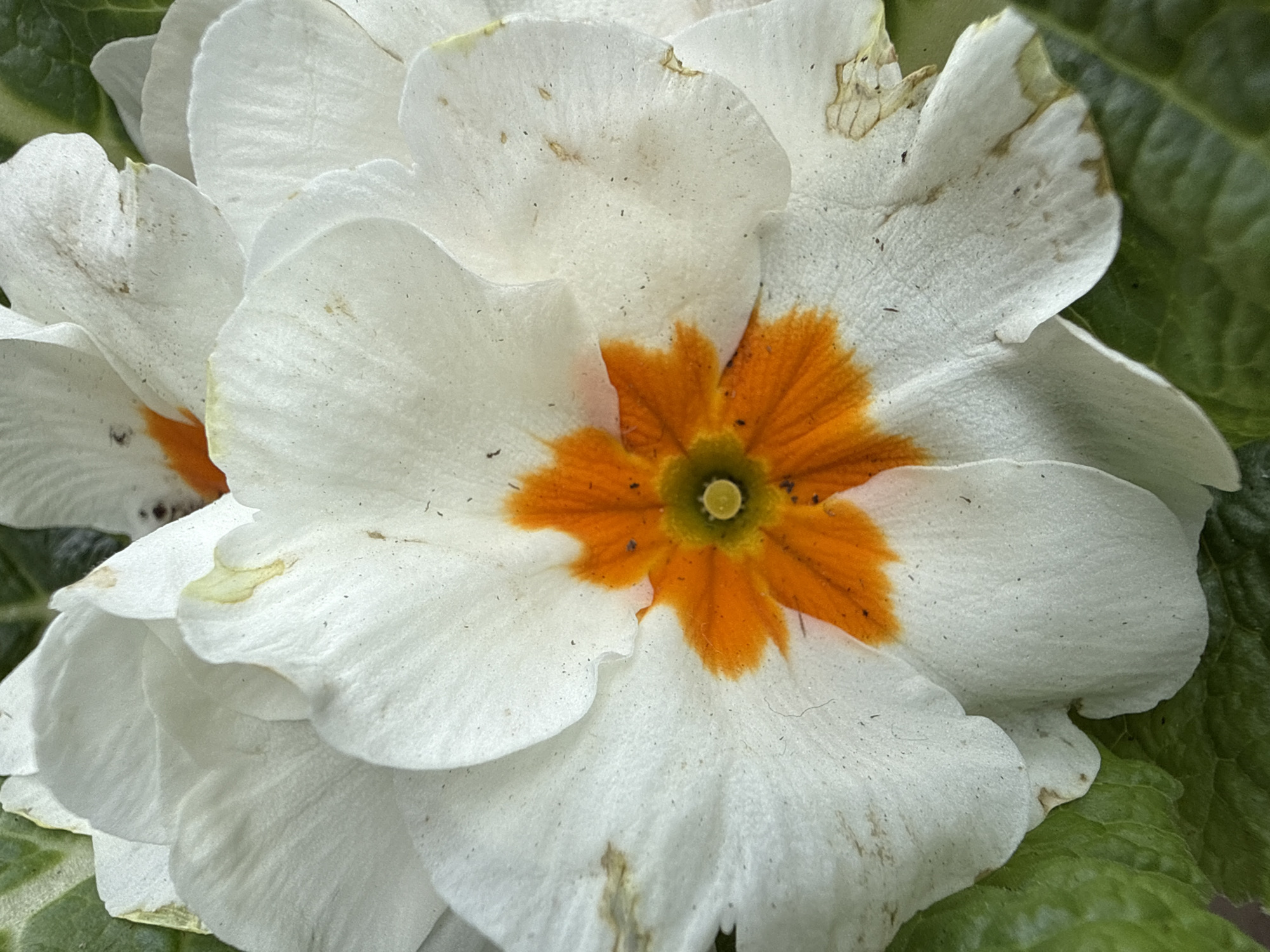 Close-up of a white Primrose flower with an orange center, likely outdoors in Junglinster, Luxembourg. Green leaves are visible around the flower. The petals appear slightly aged, with some imperfections.