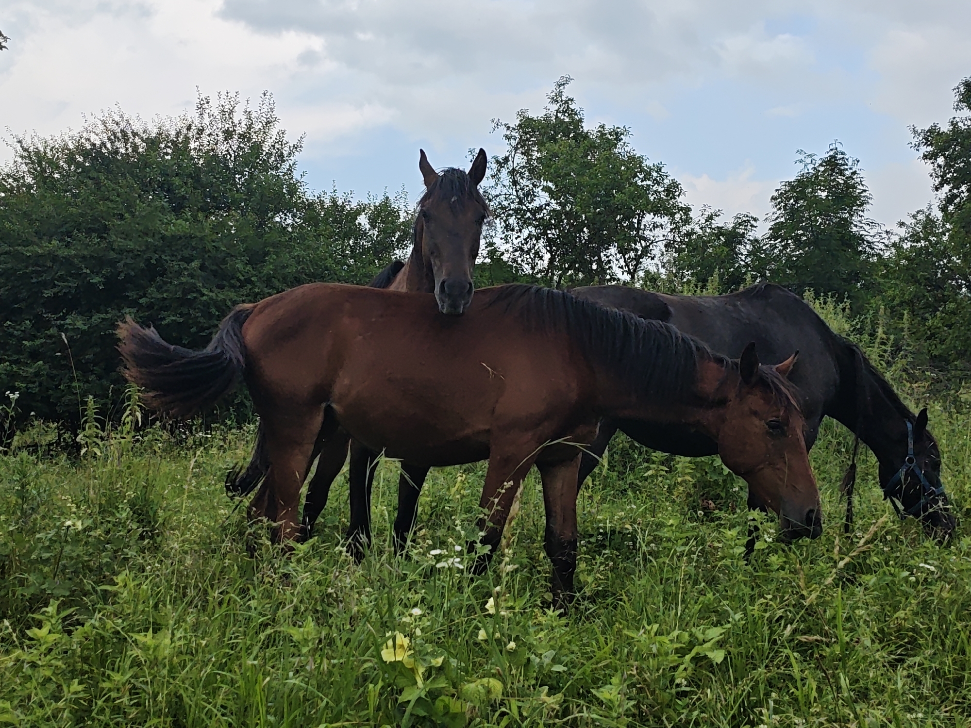 Three horses are in a grassy field with trees and a cloudy sky in the background. The horse in the foreground is brown and is eating grass. Another brown horse is standing behind it, and a dark brown horse is behind that one, also eating grass. The scene appears to be in a rural area outside of Akhmetovskaya, Russia.
