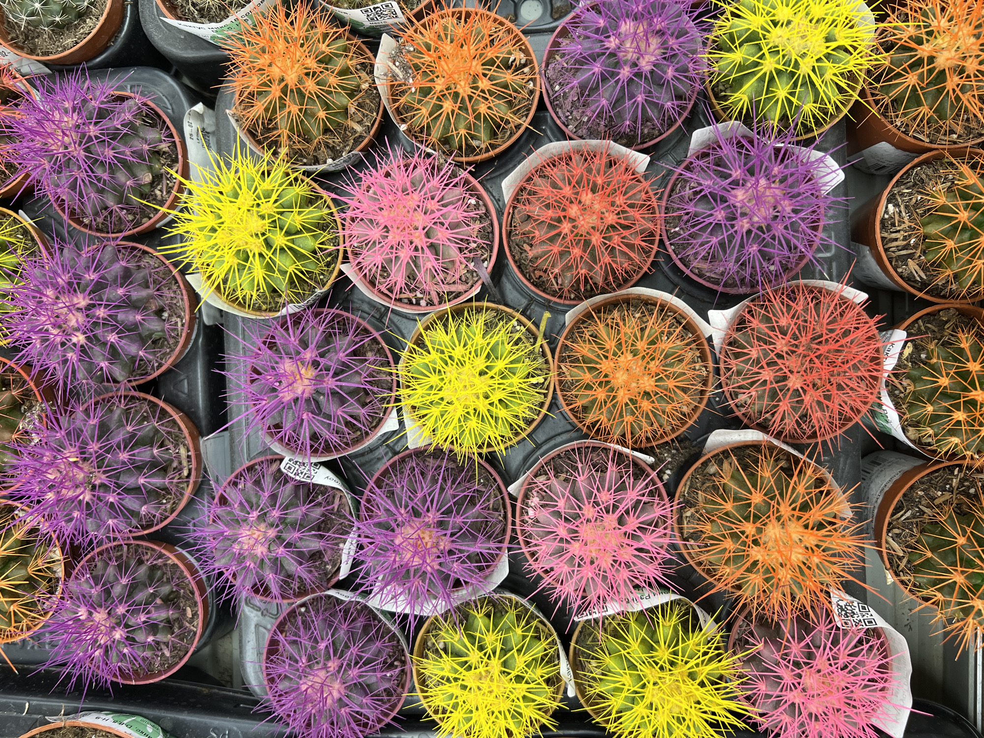An overhead shot depicts a collection of potted cacti with vividly colored spines, arranged in a tray or container. The cactus spines display a range of colors including purple, yellow, pink, orange, and red. The image was possibly taken at a retail location that sells cacti. The text is illegible, so the location of Kazan, Russia, cannot be verified by this image.