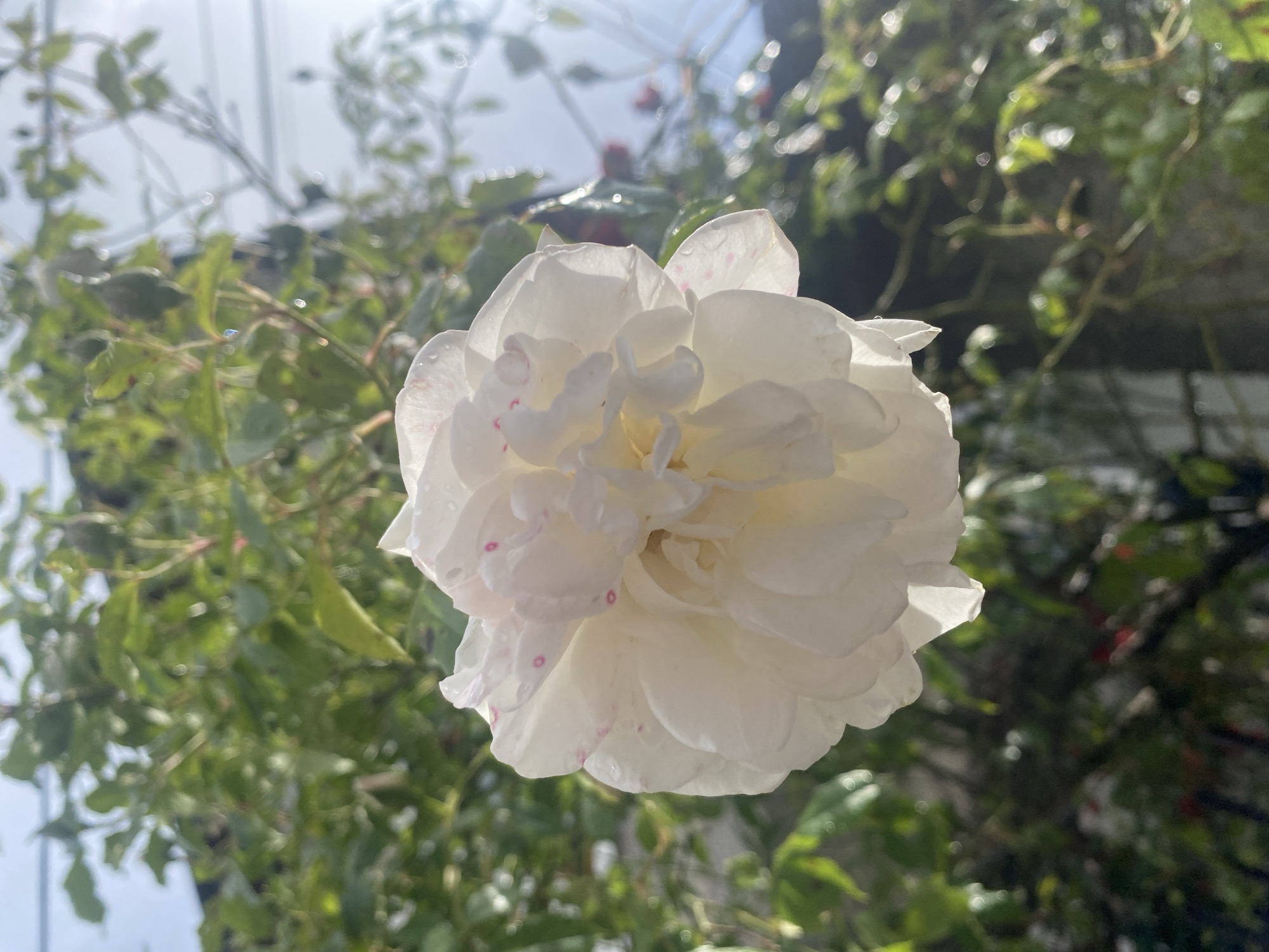 A close-up, upward-angled shot features a vibrant white rose in full bloom, positioned centrally against a soft, sun-drenched background. The rose, illuminated by bright daylight, exhibits delicate, layered petals. Faint, sporadic pinkish-red speckles are visible on several petals, and tiny water droplets glisten on their surfaces, suggesting recent dew or rain. The flower's core shows hints of a creamy yellow hue.
The background is intentionally out of focus, creating a bokeh effect with soft green foliage and branches. Bright sunlight filters through the leaves, creating glowing highlights and a hazy atmosphere, particularly in the upper portion of the image where the bright sky is visible. Some darker, indistinct shapes in the background might hint at structures or dense vegetation. The overall impression is one of natural beauty and freshness, captured outdoors in what appears to be a garden or natural setting in Smolyan, Bulgaria. There is no visible text or identifiable human activity. The time of day appears to be sunny daytime, likely morning or afternoon, given the intensity and angle of the light.