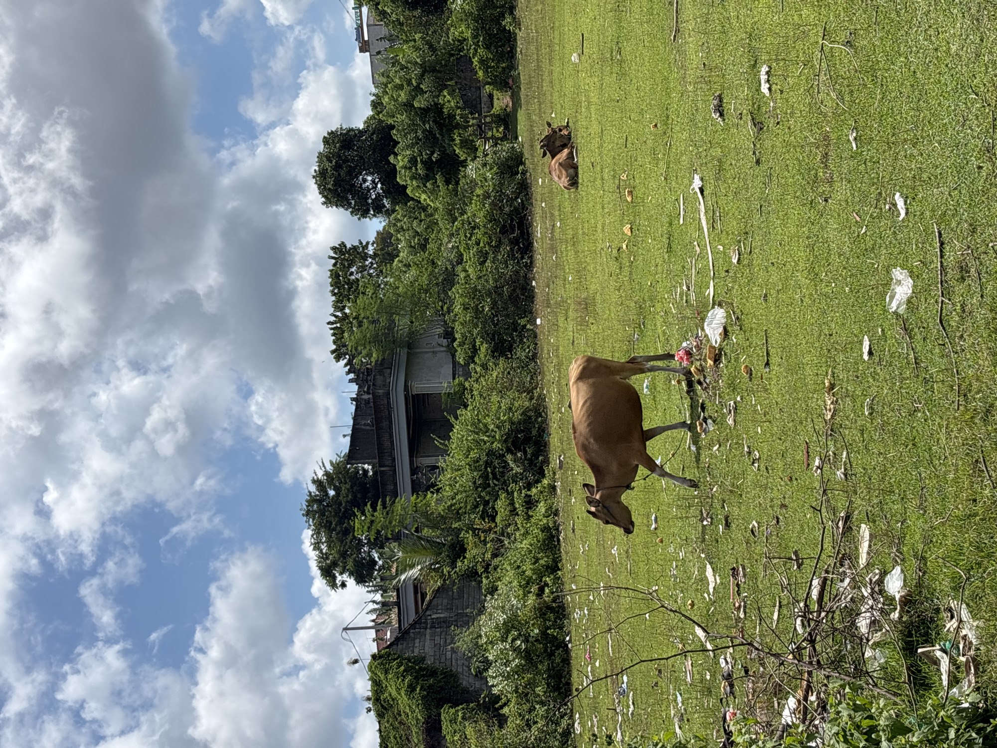 In Kuta Selatan, Indonesia, a field shows two brown cows. One stands grazing while another lies down in the background. The field is littered with trash. The sky above features a mix of blue and white clouds. Buildings and lush greenery surround the field.
