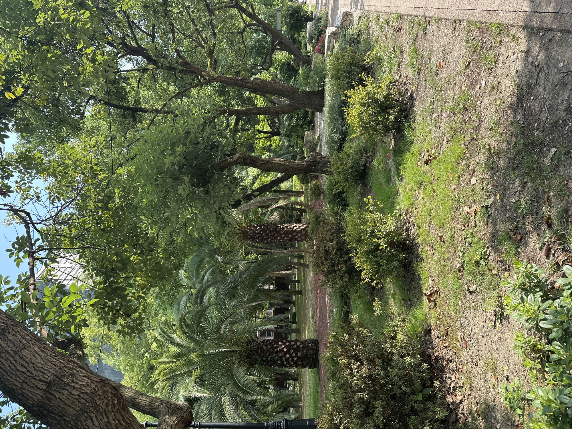 The image depicts a park scene with a paved walkway on the right. Lush green foliage dominates the foreground, with various trees and bushes, including palm trees, creating a dense canopy. Sunlight filters through the leaves, casting dappled shadows on the ground. In the background, a building is visible, suggesting an urban setting. The overall impression is one of a well-maintained green space, likely a public park. There are no people visible in the image. The setting is consistent with the parks and gardens found in Sochi, Russia, a city known for its subtropical climate and abundant greenery.