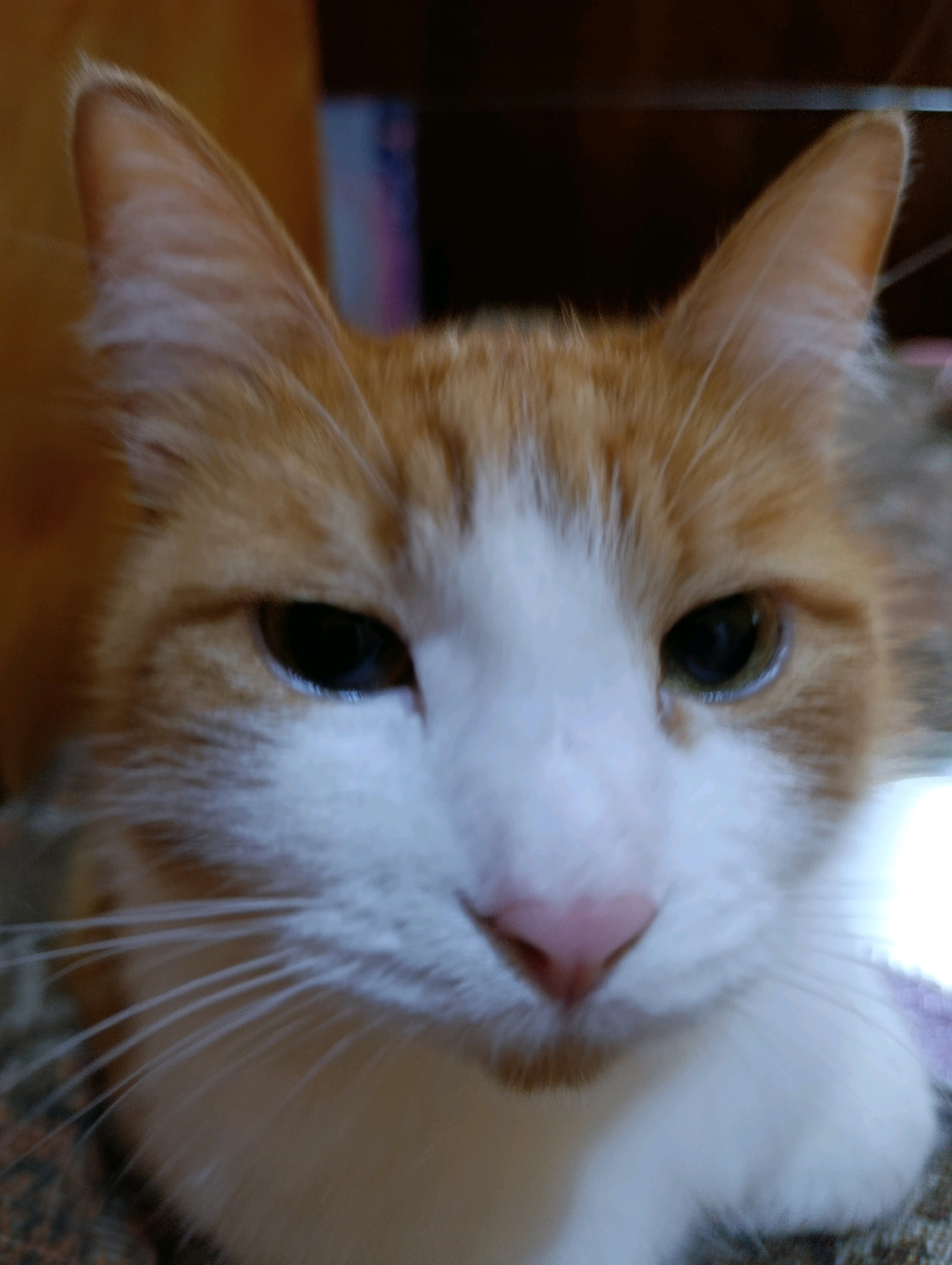 This is a close-up photograph of an orange and white cat's face. The cat's eyes are dark and appear to be looking slightly to the left. Its nose is pink, and its whiskers are long and white. The background is out of focus, but appears to be an indoor setting with warm lighting. There is no indication of the city of Cherkasy, Ukraine, or any specific environmental details related to that location.