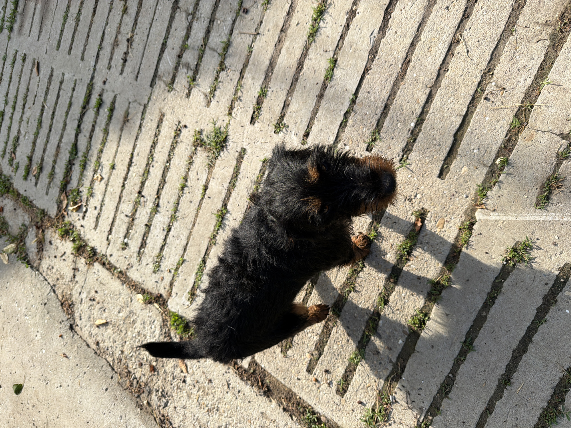 A small, dark-furred dog stands on a concrete paved surface, viewed from an overhead perspective. The dog's fur is primarily black and appears scruffy or wiry, with hints of brown or tan visible on its paws and around its muzzle. Its head is turned to its right, and it seems to be looking intently or sniffing the ground.
The ground consists of light-colored concrete paving stones arranged in parallel strips, creating a patterned path. Between these concrete strips, narrow channels of soil support sparse growth of green grass and a few scattered dry leaves. The pavement shows some minor cracks and wear.
The scene is bathed in bright, direct sunlight, casting long, distinct shadows across the patterned ground, originating from the dog and potentially from unseen objects off-frame. This indicates a clear, sunny day, likely morning or late afternoon given the angle and length of the shadows. The outdoor setting, with its specific type of paving and sparse vegetation, suggests a pathway or garden area, consistent with a location such as Shtraklevo, Bulgaria. No visible text is present in the image.