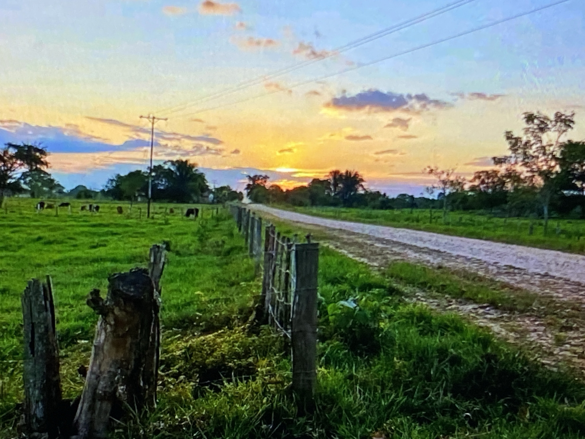 The image depicts a rural landscape at sunset, likely in the vicinity of Tinaquillo, Venezuela. A dirt road stretches into the distance, bordered by a grassy field on the left and a wire fence with wooden posts. Several cows are visible grazing in the field. The sky displays a gradient of colors, with the sun setting on the horizon, casting an orange and yellow glow. The overall impression is one of tranquility and natural beauty.