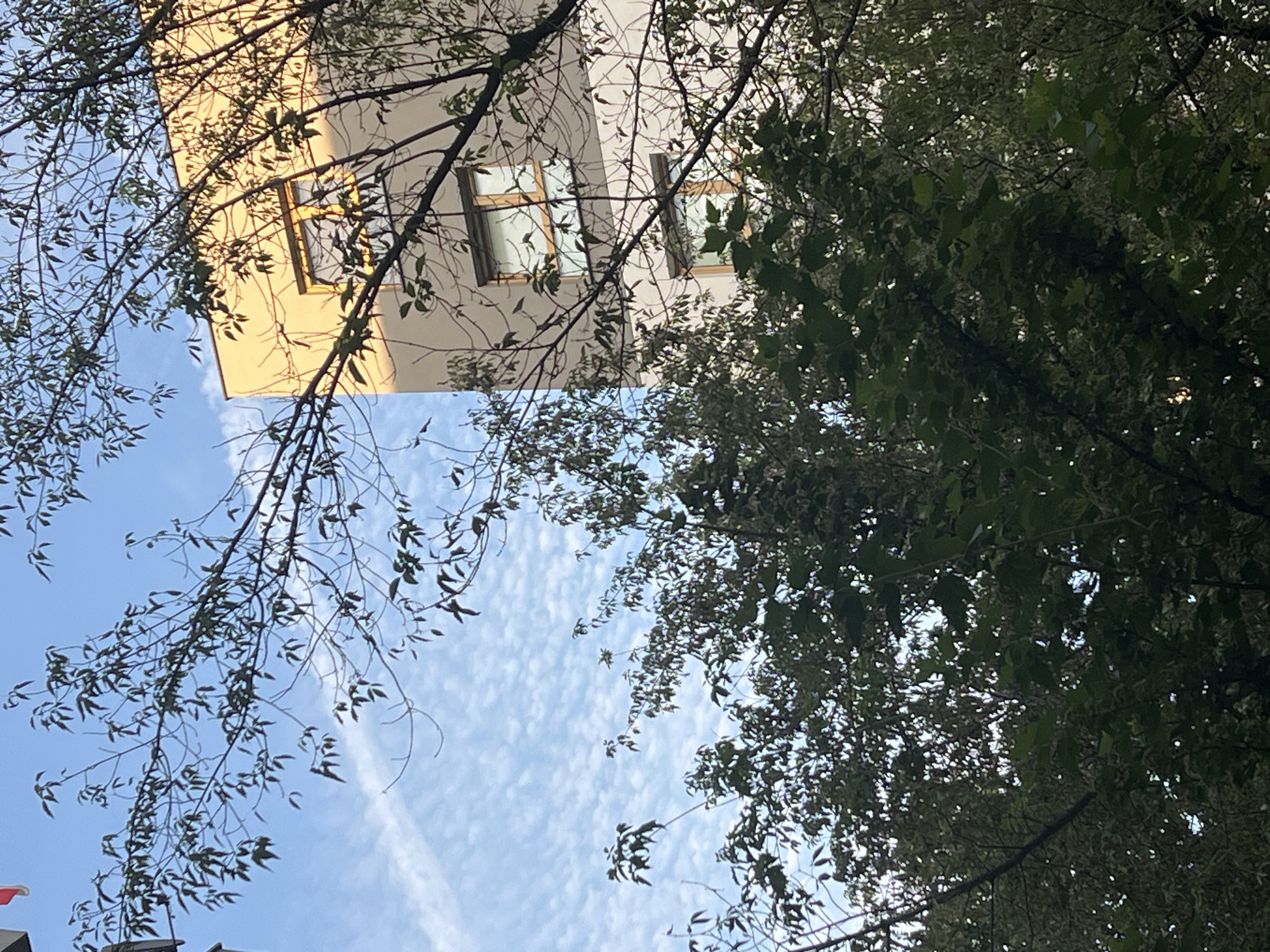 The image captures a view of a multi-story building in Warsaw, Poland, partially obscured by trees. The building has a cream-colored upper section and a lighter beige lower section, with multiple windows featuring wooden frames. The sky above is a light blue, filled with scattered, small, white clouds. Bare branches of trees, with sparse, green leaves, frame the building and the sky. The lower portion of the image is dominated by dense green foliage from trees, creating a stark contrast with the building and sky. The sunlight appears to be casting shadows and highlighting parts of the building, suggesting it is late afternoon. There are no people or animals visible in the scene.