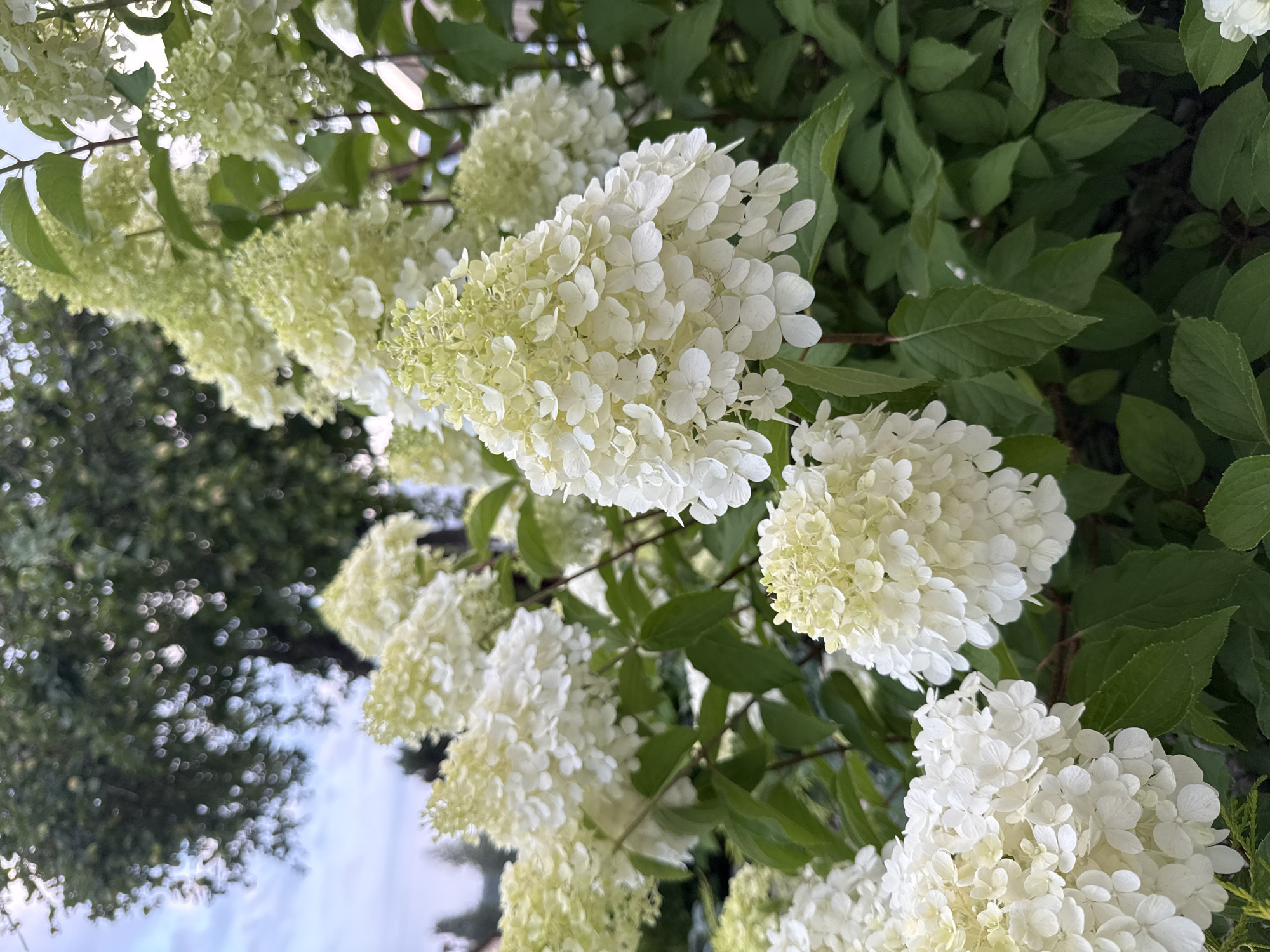 The image shows a cluster of white hydrangeas in full bloom, with some flowers displaying a pale green hue at their centers. The hydrangeas are dense and cone-shaped, with numerous small, delicate petals. They are set against a backdrop of lush green leaves and a blurred background that suggests an outdoor environment. In the upper left portion of the image, the blurred green foliage of a tree is visible, along with a pale blue sky. The overall impression is one of a tranquil, natural setting. This scene is located in the city of Vikraičiai, Lithuania.
