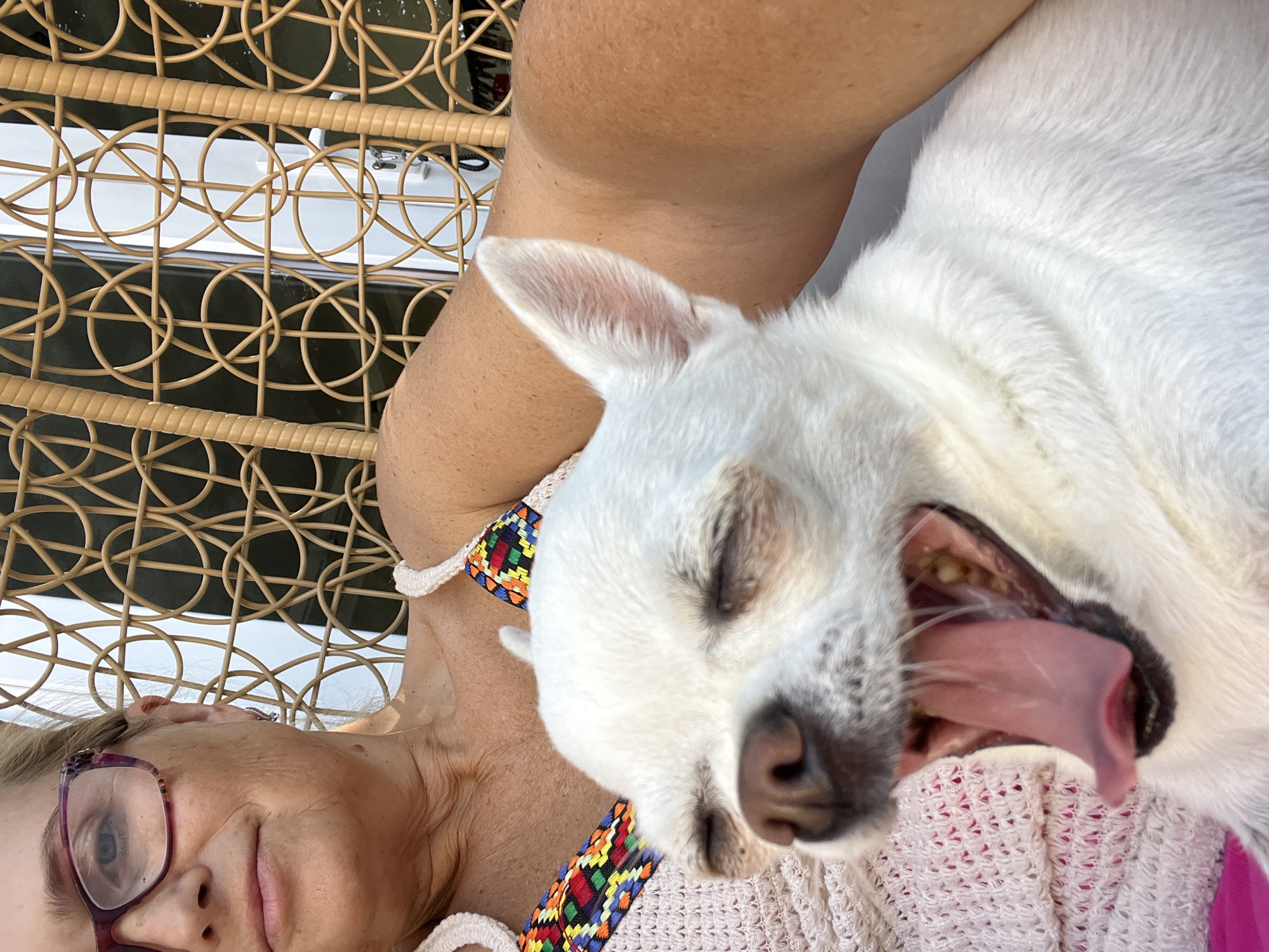 A medium shot shows a woman and a white chihuahua dog in a close-up, outdoor setting. The woman, on the left, wears glasses and a white knit top with a colorful embroidered trim. She is seated in a woven rattan chair. Her right arm is visible. The dog, in the foreground and on the right, is a white chihuahua with its mouth wide open, yawning. The dog's tongue is fully extended. The background features the circular pattern of the rattan chair and out-of-focus greenery. The scene is likely in a garden or on a patio.