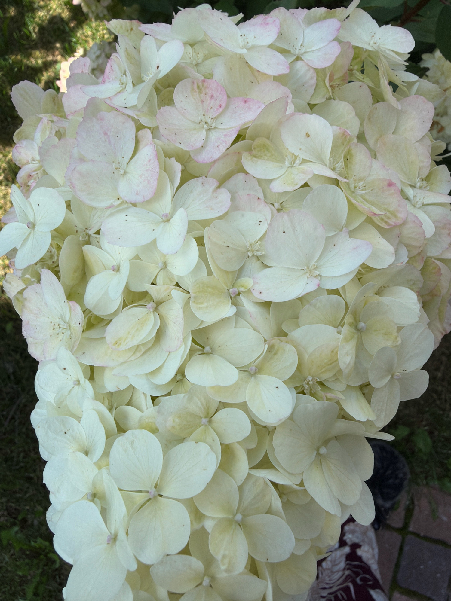 This is a close-up, vertical, eye-level shot of a large cluster of white hydrangea flowers. Some of the petals have subtle pink tinges, especially around the edges. The flowers are densely packed and fill the frame. In the background, out of focus, is green grass, a dark shadow, and a hint of a brick pathway and dark fur, possibly from an animal. The scene appears to be outdoors.