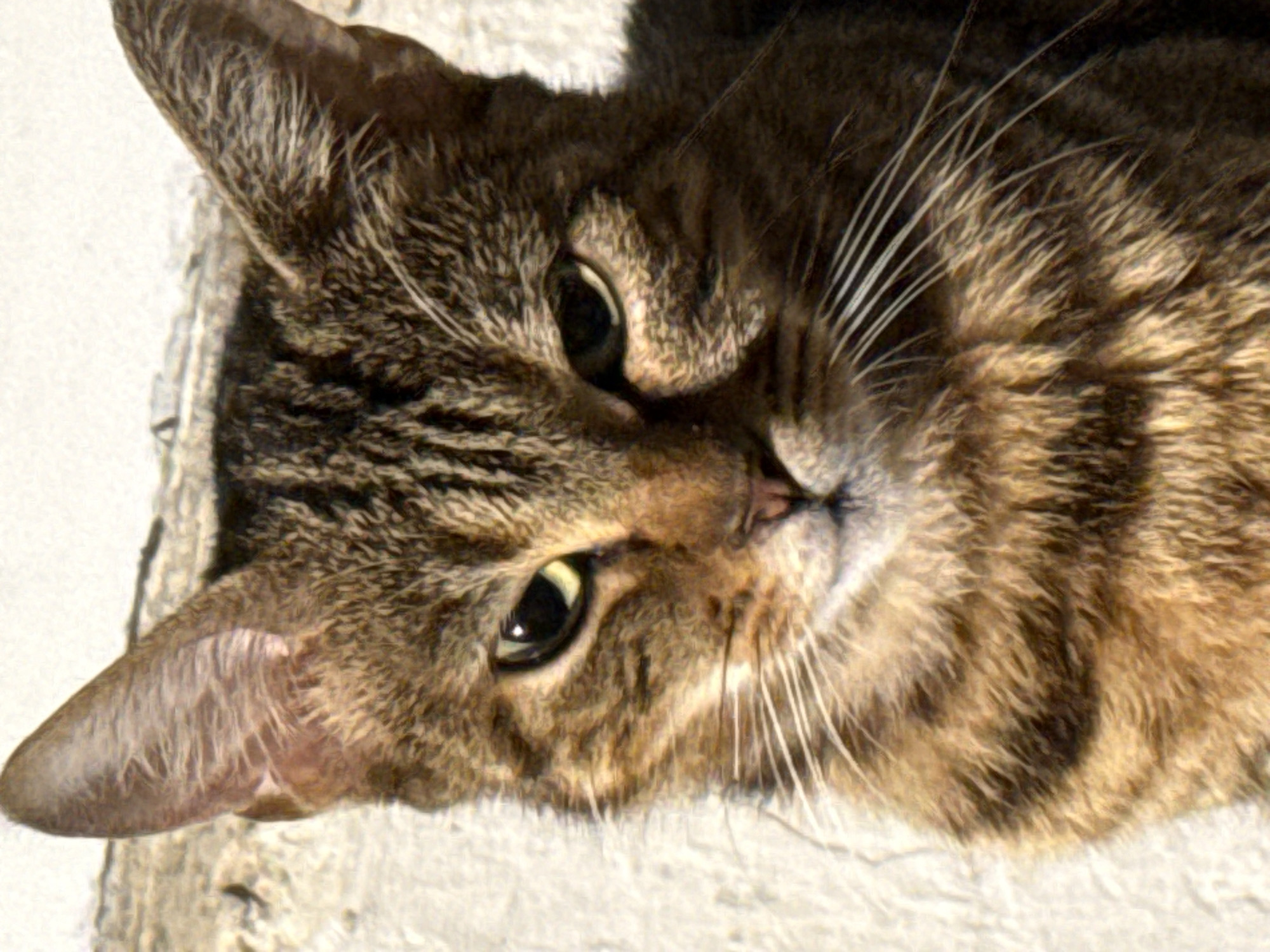 A close-up, head-on, eye-level, medium shot captures a tabby cat's face. The cat's fur is a mix of brown, black, and tan stripes. Its left ear, pointed and alert, is visible on the left side of the frame, while its right ear is slightly less visible on the right. The cat's eyes are wide open, with yellow irises and black pupils, and are looking directly at the camera. A faint white stripe runs vertically down its nose. The background is out of focus, appearing as a textured, light-colored wall or surface, with some darker, rougher elements suggesting stone or rough plaster. The lighting suggests natural daylight, casting subtle shadows that highlight the texture of the cat's fur and face. There is no indication of the city of Baku, Azerbaijan, or any other specific location.