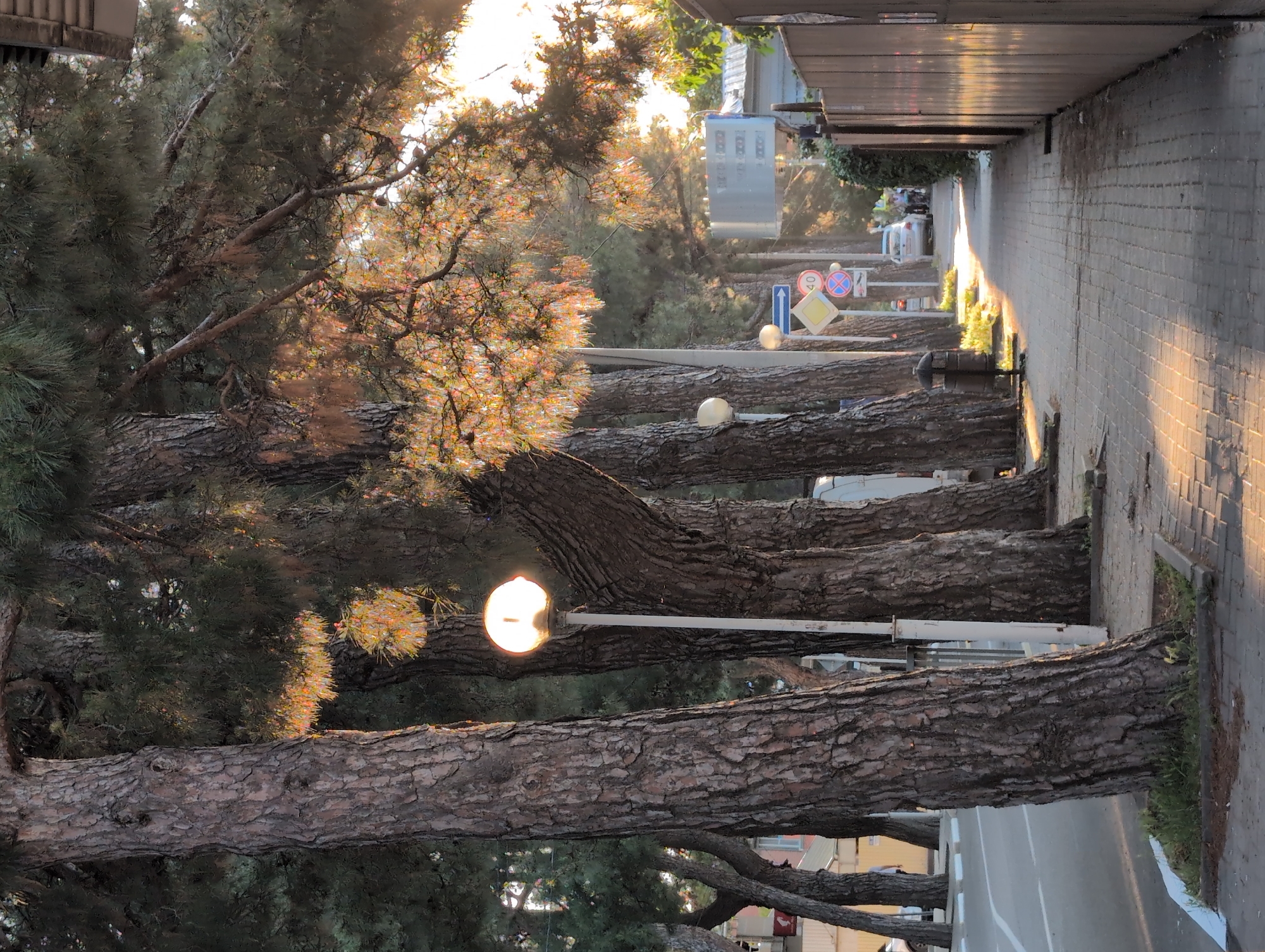 The image depicts a paved sidewalk lined with large pine trees on the left and a wooden fence on the right. The sun is shining, casting long shadows across the sidewalk, and glinting off the pine needles. A street with a white dashed line runs parallel to the sidewalk. There are several streetlights with spherical lamps along the sidewalk. Traffic signs are visible in the background, including one with a "40" inside a red circle and another with a blue arrow. A silver car is parked on the street, and a few people are standing near it. A trash can is positioned next to the sidewalk. The overall scene suggests a sunny day in a coastal or tree-lined urban area.
