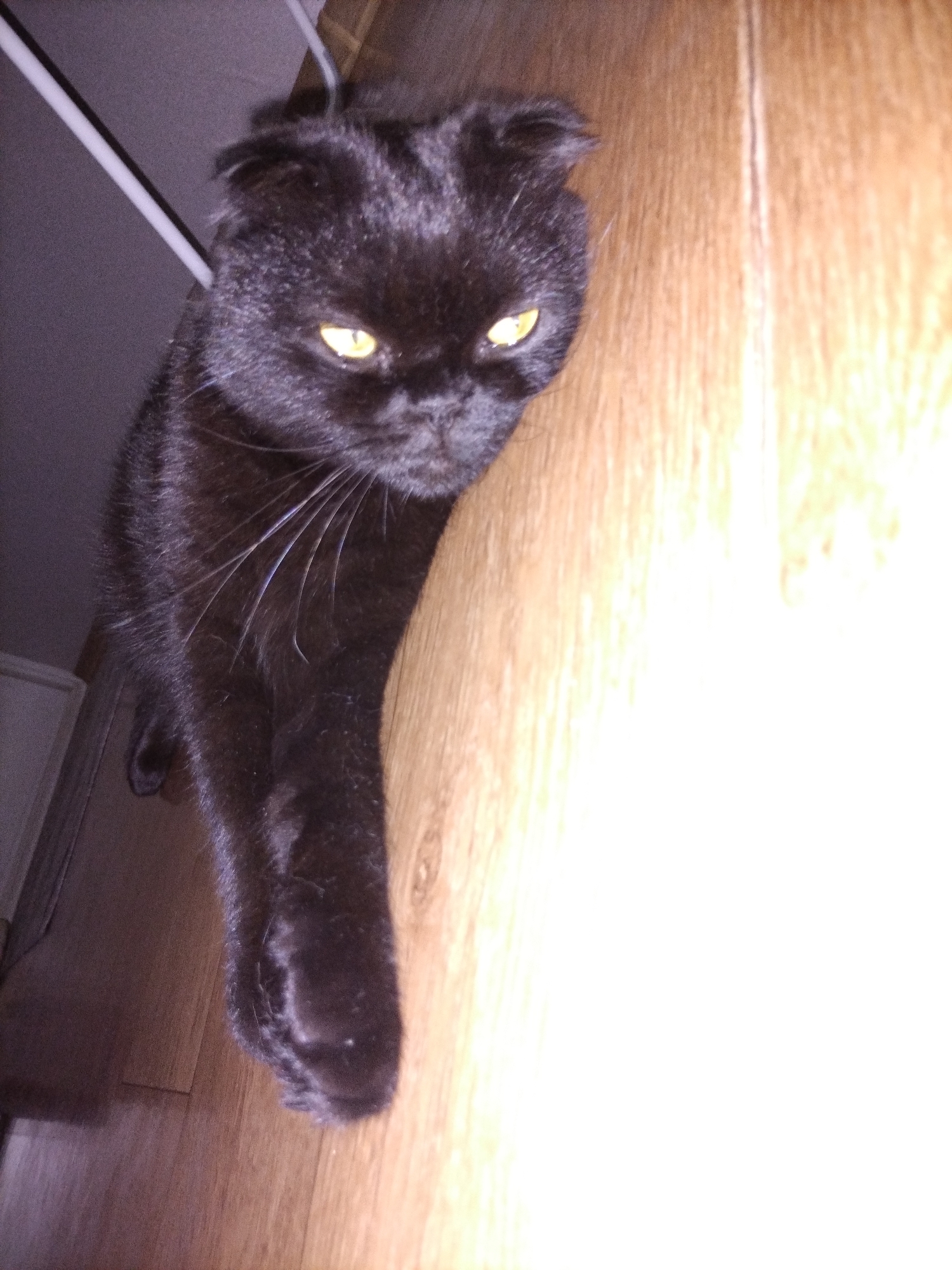 The image shows a black cat with yellow eyes, lying on a wooden floor. The cat is mostly in focus, with its body extending down the frame. Its ears are folded downwards, a characteristic of Scottish Fold cats. The cat appears to be relaxed, with its paws tucked underneath its body. The background is a wooden floor with visible grain patterns. To the left of the cat, there is a dark, textured surface which appears to be a wall or piece of furniture, and a thin white object, possibly a rod or railing, is visible. The lighting is dim, with a bright light source coming from the right side of the image, creating a strong highlight on the floor and partially obscuring the right side of the cat. The overall mood is calm and intimate, suggesting the cat is in a domestic setting. There is no visible text in the image.
