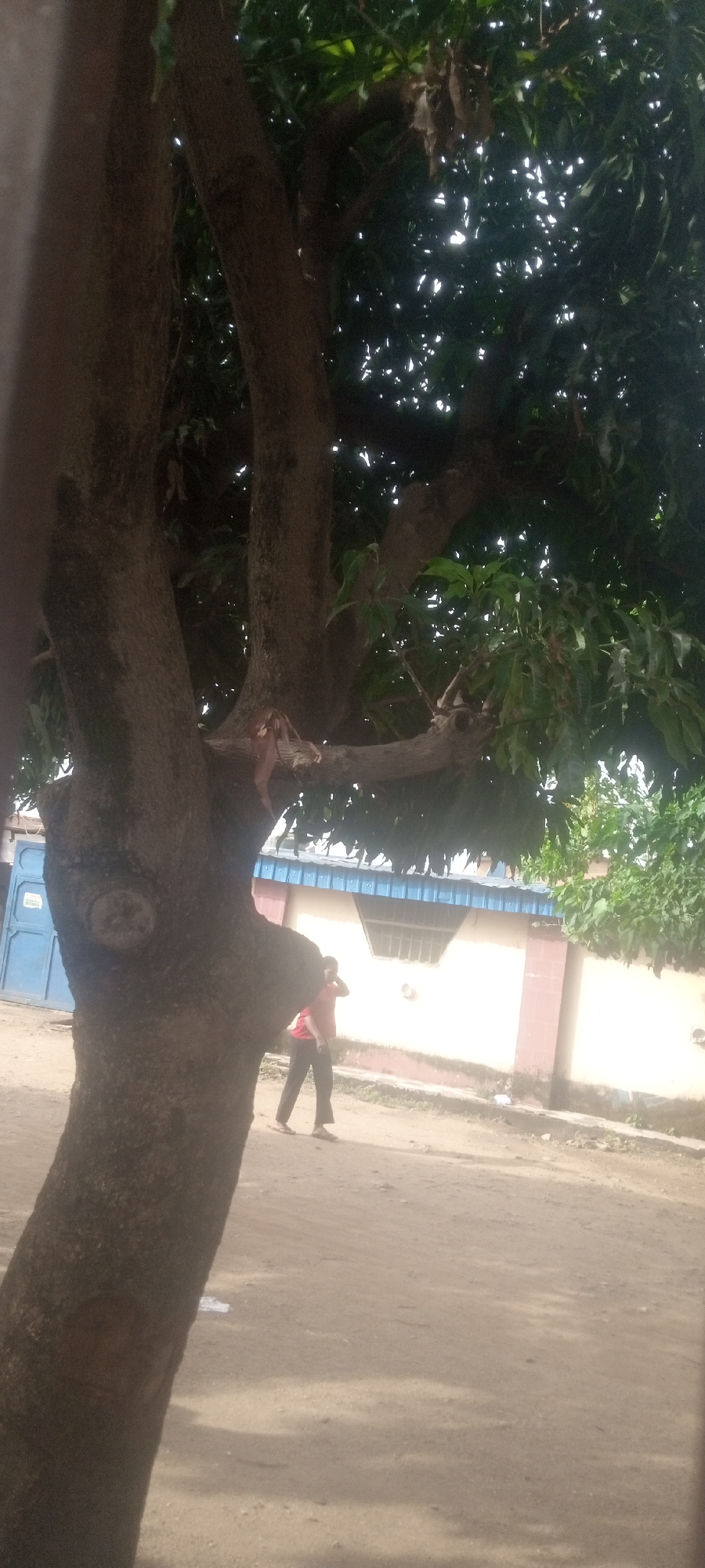 The image shows a dirt road in Sabon Tasha, Nigeria, partially obscured by a large tree in the foreground. A man in a red shirt and dark trousers walks along the road in front of a building with a blue-trimmed roof and a white wall with pink accents. The sky is visible through the tree's branches.