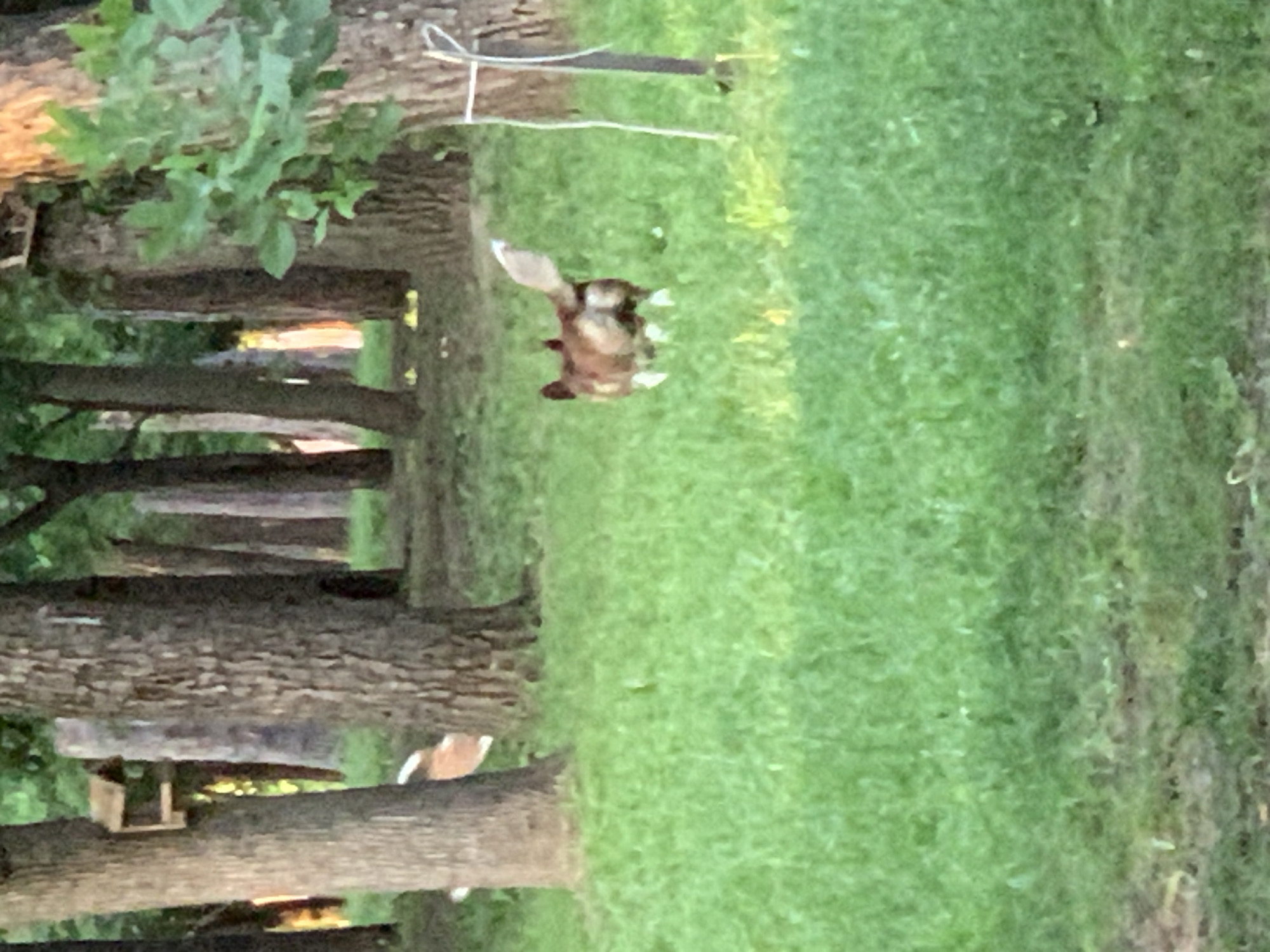 A dog with brown and white fur is walking in a grassy area with several trees in the background. There is a bird feeder mounted on one of the trees. The lighting suggests it is daytime. The location is described as Unknown, Unknown.