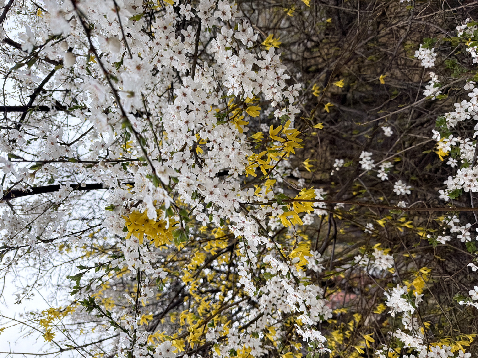 The image shows a flowering tree with white blossoms mixed with yellow forsythia branches, taken at an upward angle against a light gray sky. The branches are bare except for the flowers. The photo was taken in Sofia, Bulgaria.