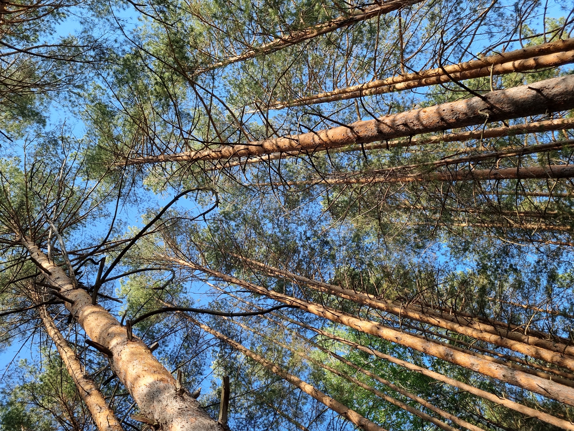 The image shows a view looking up into a pine forest. The trunks of the trees are a reddish-brown color and are peeling. The branches are covered in green needles. The sky is a clear blue and can be seen through the branches. The trees are in Chaykovsky, Russia.