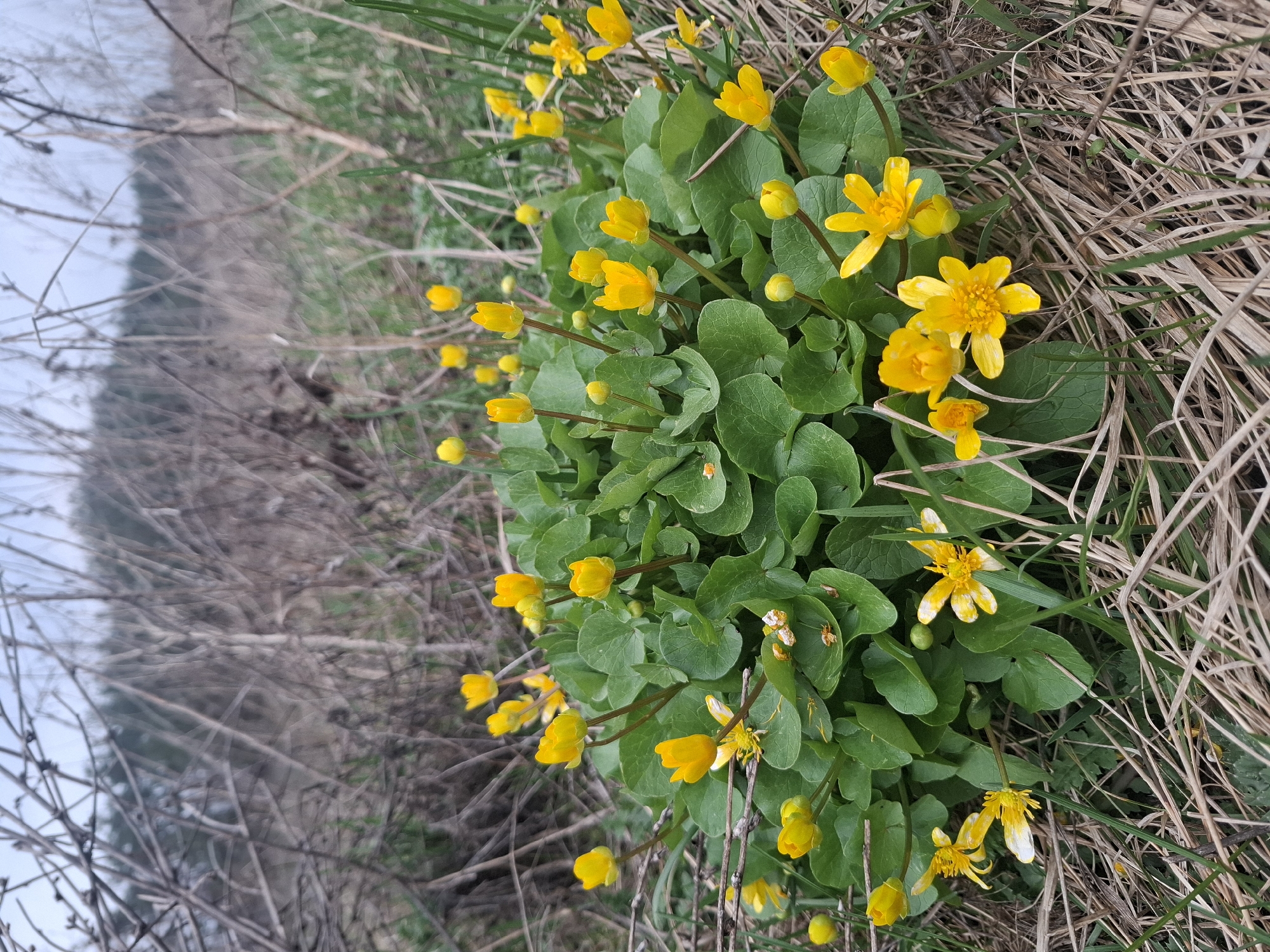 The image depicts a patch of bright yellow flowers with rounded green leaves, surrounded by dried grass and bare branches. The location is specified as Khlevnoye, Russia, though there are no elements in the image that explicitly confirm that location.