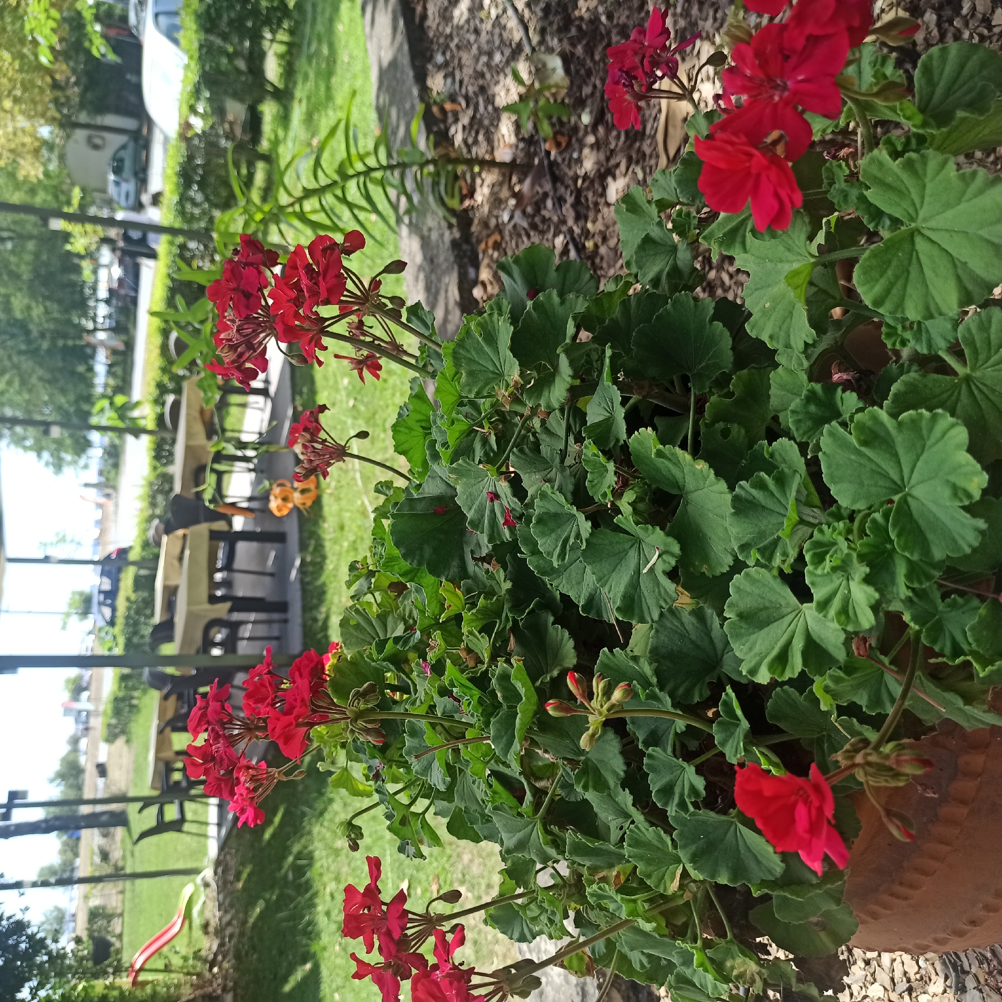 The image depicts a close-up view of a potted plant with vibrant red geranium flowers in the foreground. The plant is situated on a ground covered with small stones and mulch. In the background, beyond a stone border, is a grassy area with tables and chairs, suggesting an outdoor seating area of a restaurant or cafe. A red slide is visible on the left side of the background. Further back, trees and bushes form a green backdrop. In the distance, there appears to be a road with parked cars and people walking, hinting at a public area or a coastal town. The scene suggests a sunny day in a relaxed outdoor setting. While the location is specified as Limani Litochorou, Greece, there are no specific landmarks that definitively identify it within that city. The image captures a moment of floral beauty against a backdrop of a leisure area.