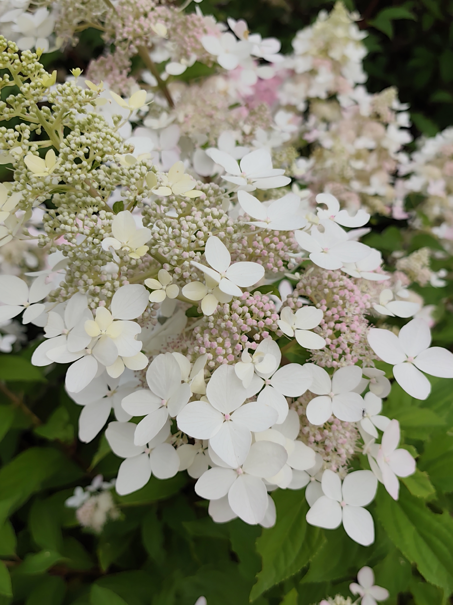 The image shows a close-up, slightly tilted view of a cluster of white and light pink flowers, likely hydrangeas, with green leaves in the background. The flowers are in various stages of bloom, with some appearing as small buds and others as fully opened blossoms. The overall impression is of a lush, botanical setting. There are no people or animals visible in the image, and no specific actions or interactions are depicted. The environment appears to be an outdoor garden or natural setting. The photograph was taken in the vicinity of Бараўлянскі сельскі Савет, Belarus.