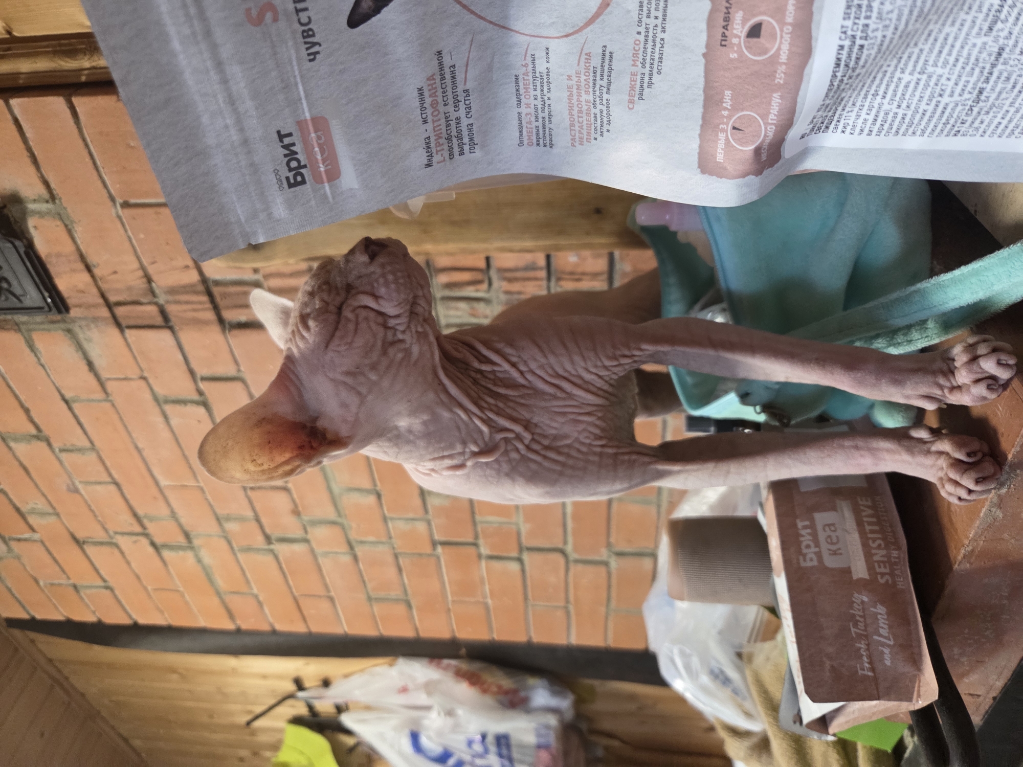 A hairless cat, likely a Sphynx breed, stands on a wooden surface. The cat is facing right, with its eyes closed and its head tilted. The background consists of a brick wall and wooden paneling. To the left of the cat, several white plastic bags are hanging. In the foreground, on the wooden surface, are two boxes of cat food and a blue fabric item. One box, partially visible on the left, has text that includes "Fresh Turkey and Lamb" and "SENSITIVE HEALTHY DIGESTION". Another box, to the right, is mostly obscured by the cat and has text that includes "Брит" and "кеа". A white bag of cat food is also visible on the right, with Russian text that appears to describe its ingredients and benefits, including "Брит", "ЧУВСТВ", and "СВЕЖЕЕ МЯСО". The overall setting appears to be an outdoor or semi-outdoor area, possibly a shed or porch, given the materials and the presence of various stored items. The lighting suggests daytime.