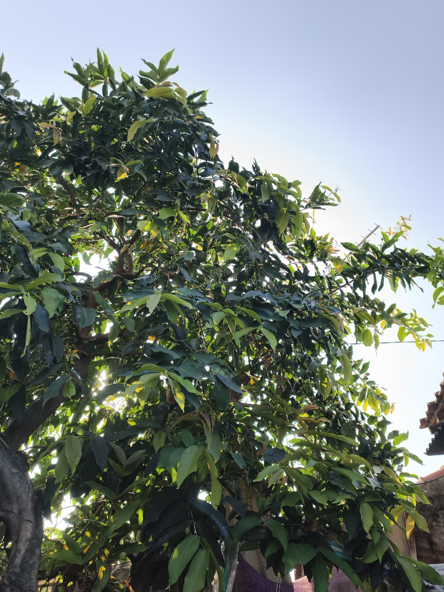 A medium shot captures a tree with abundant green leaves and some small, light green fruits, set against a clear, pale blue sky. The sun shines through the foliage, creating bright highlights and dappled shadows. The trunk of the tree, rough and textured, is visible on the left. In the background, the edge of a tiled roof and a concrete wall suggest a residential setting in the city of Pekalongan, Indonesia. The image appears to be taken outdoors, likely during the day, with the camera positioned low and looking upwards into the canopy.