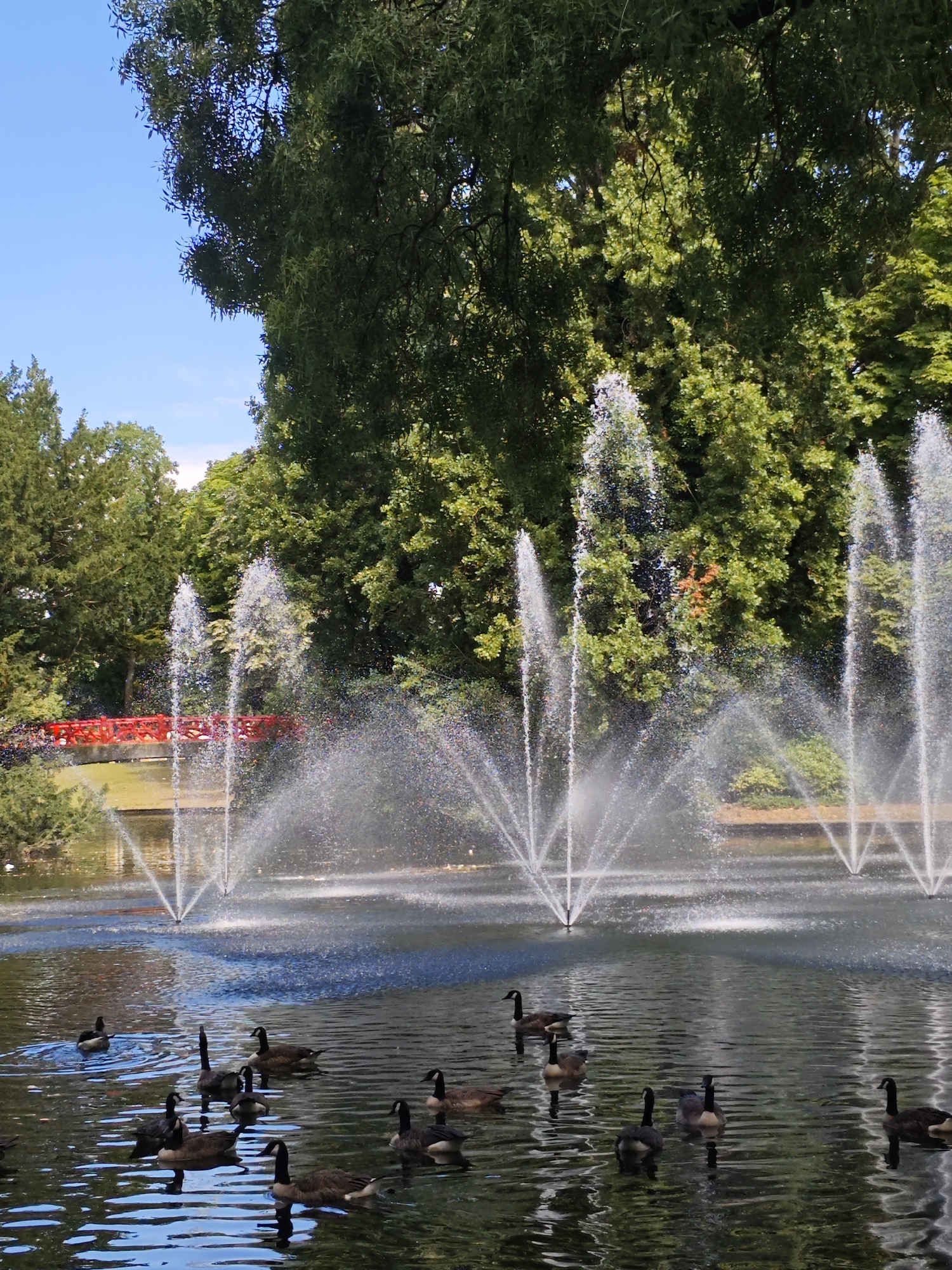 This image captures a serene scene in the city of Breda, Netherlands, likely within the Valkenbergpark. In the foreground, a body of water is populated by several Canada geese swimming peacefully. The water is disturbed by multiple fountains, their sprays creating a hazy, ethereal effect. In the mid-ground, a bright red footbridge arches over a section of the water, adding a vibrant splash of color against the lush green backdrop. The background is dominated by dense, mature trees with thick foliage, suggesting a park or garden setting. The sky above is a clear, bright blue, indicating fair weather. The overall impression is one of natural beauty and tranquility.