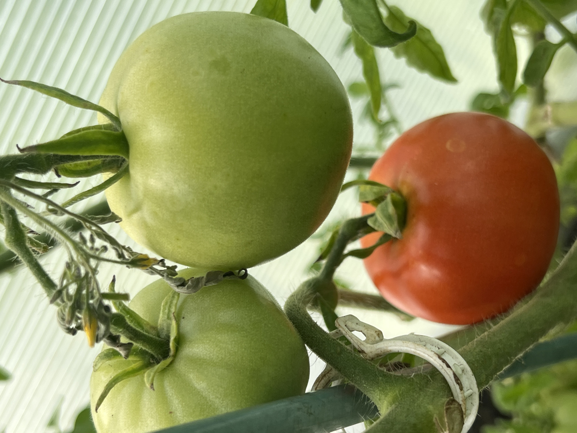 The image shows a close-up of a tomato plant with three tomatoes, two green and one ripe red, growing on a vine. The tomatoes are clustered together, with the green tomatoes positioned above and to the left of the red one. The plant appears to be in a greenhouse, as indicated by the ribbed plastic sheeting in the background. The lighting suggests it could be daytime. The overall scene is one of growth and natural ripening. There is no visible text. The location is Otradnoye, Russia.