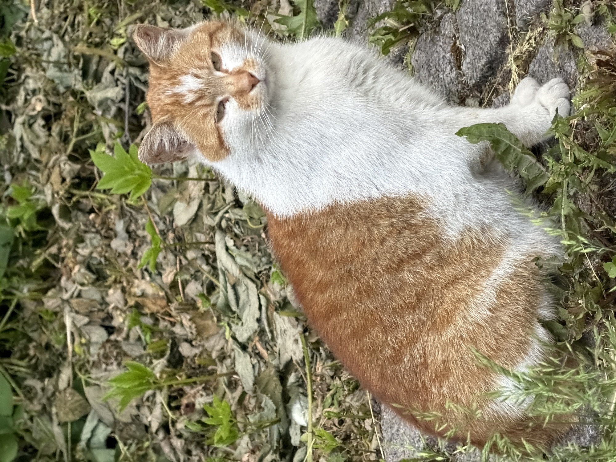 An adult bicolored cat, exhibiting a ginger and white coat pattern, is depicted sitting outdoors. The cat's face, muzzle, chest, belly, and front paws are white, while the top of its head, ears, back, flanks, and tail are ginger with subtle striped variations. A distinct white blaze runs between its eyes. The cat's eyes are partially closed, giving a squinted appearance, and the irises are light. Its ears are triangular and slightly pointed, showing minor wear or nicks along the edges. The cat is positioned in an upright sitting posture, facing slightly towards the viewer. The immediate ground consists of a mixture of dry, light-green, and brown foliage, interspersed with fresh green grass shoots and small plants. Dark gray, irregularly shaped paving stones or cobblestones are visible on the ground beneath the cat and towards the lower right of the frame. The background is out of focus, showing additional blurred vegetation and dried leaves. The lighting is natural and diffused, indicative of an outdoor setting under ambient daylight conditions. The specific urban location within Saint Petersburg, Russia, is stated as context, though no unique identifying landmarks or architectural features are discernable within the image to forensically confirm this geographical setting.