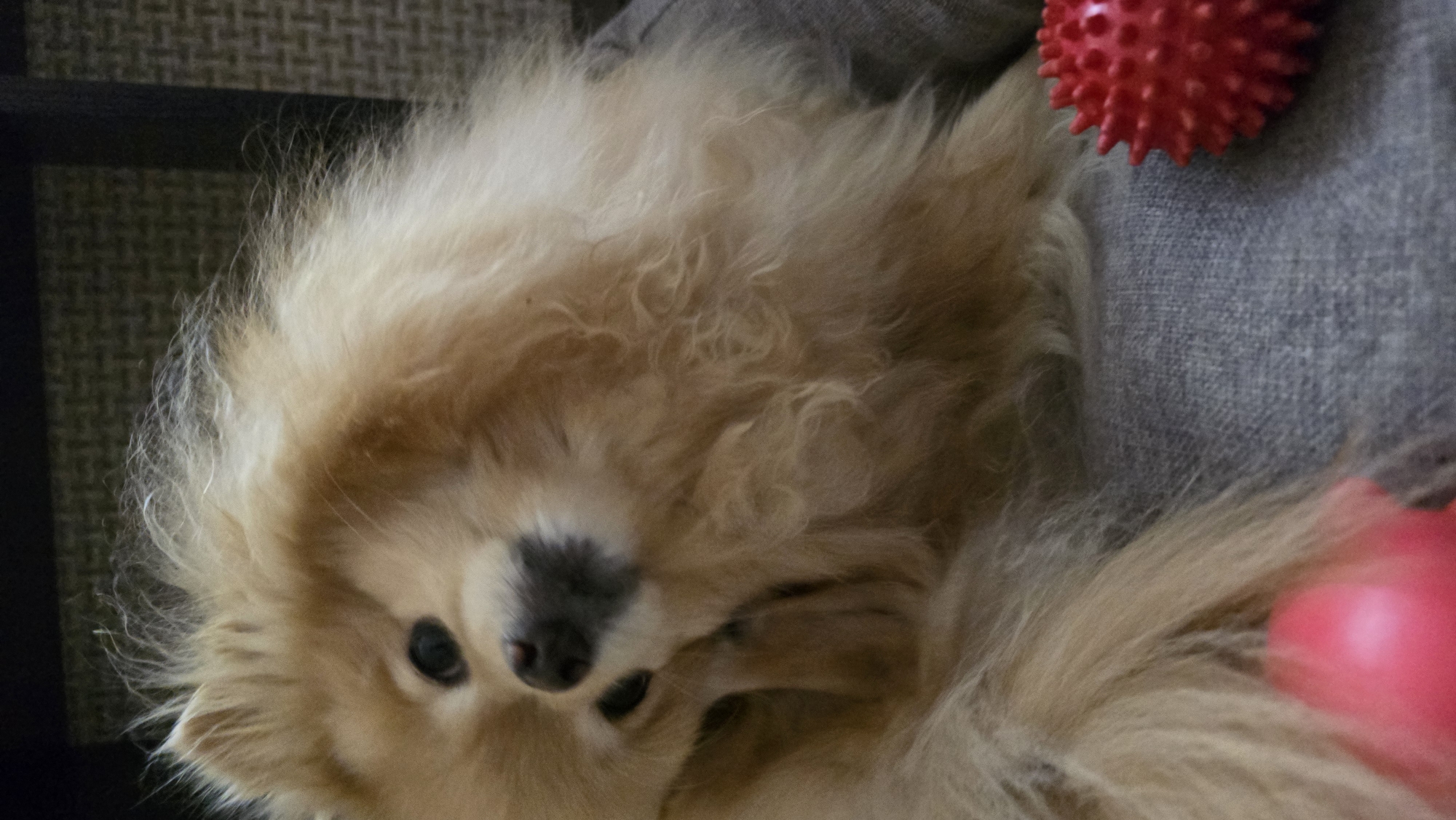 A Pomeranian dog with golden fur lies on a gray upholstered surface, its head tilted to the side. Its left paw is raised and touching its face, obscuring part of its snout. A blurred pink ball is visible in the lower left corner of the frame, and a red spiked dog toy is positioned in the lower right corner. The background appears to be a dark, textured surface. The scene is an indoor setting, likely a domestic environment. The image is a close-up shot, with the dog occupying most of the frame. There is no discernible information about the specific location within Верхнеказымский, Russia.