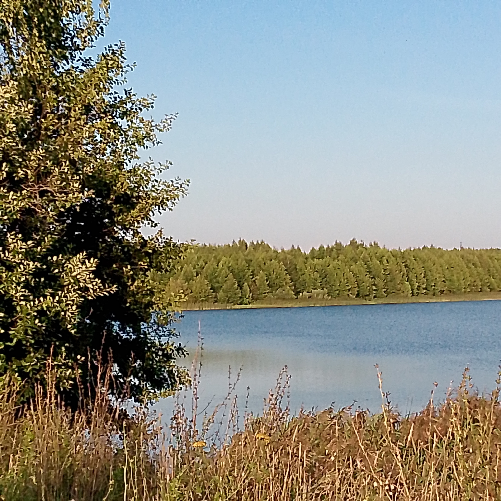The image depicts a serene natural landscape with a clear blue sky and a body of water. In the foreground, dry grass and vegetation are prominent, with the leaves of a tree visible on the left side. The middle ground features the calm blue water of a lake, and the background is dominated by a dense, green forest extending across the horizon. The scene is devoid of human presence and any discernible structures. The location is identified as Nikologory, Russia.